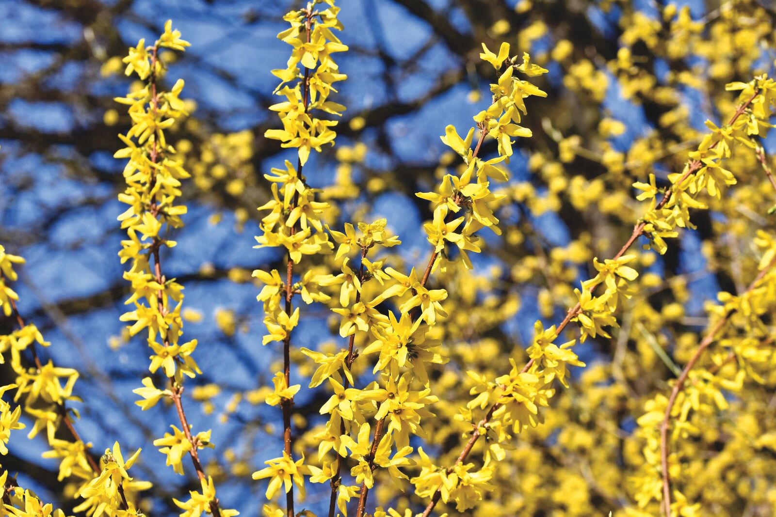 Nikon D7200 sample photo. Forsythia, forsythienbusch, bush photography