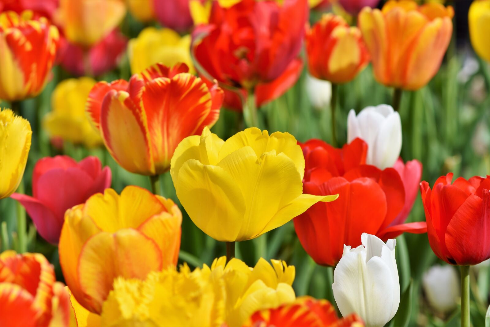 Nikon D7200 sample photo. Tulips, tulip field, tulpenbluete photography