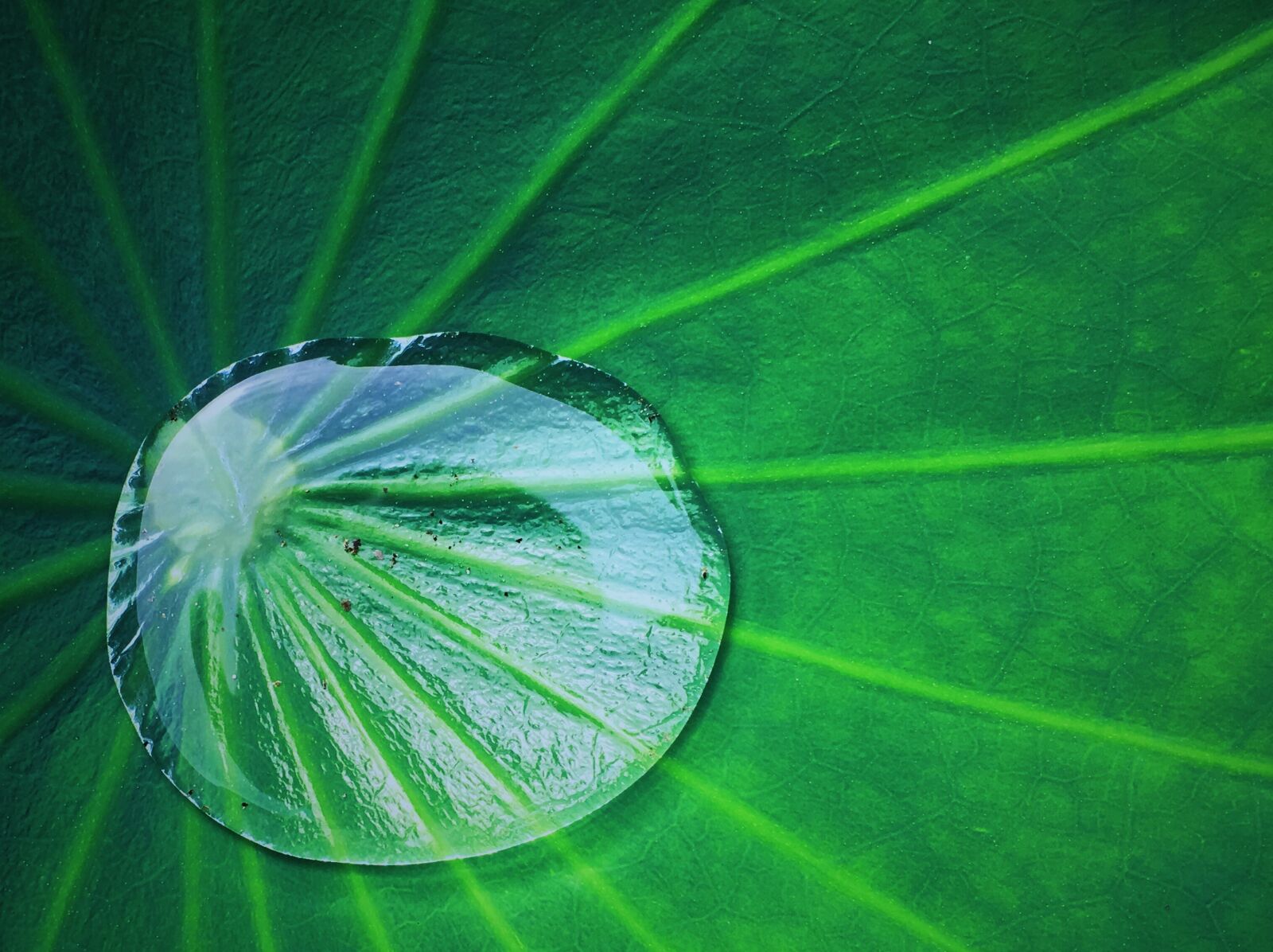 Apple iPhone 6s sample photo. Summer, lotus leaf, water photography