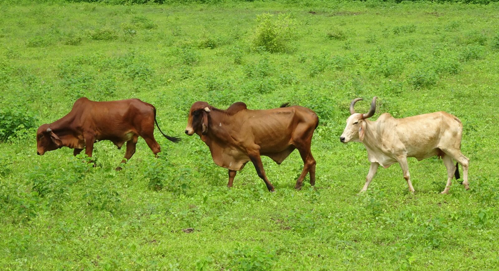 Sony Cyber-shot DSC-HX90V sample photo. Cattle, gir, breed photography