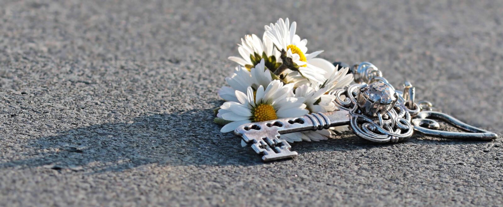 Canon EOS 80D sample photo. Shadow, concrete, flower, key photography