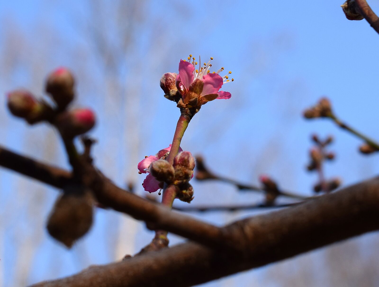 Nikon D3300 sample photo. Peach blossom bud open photography