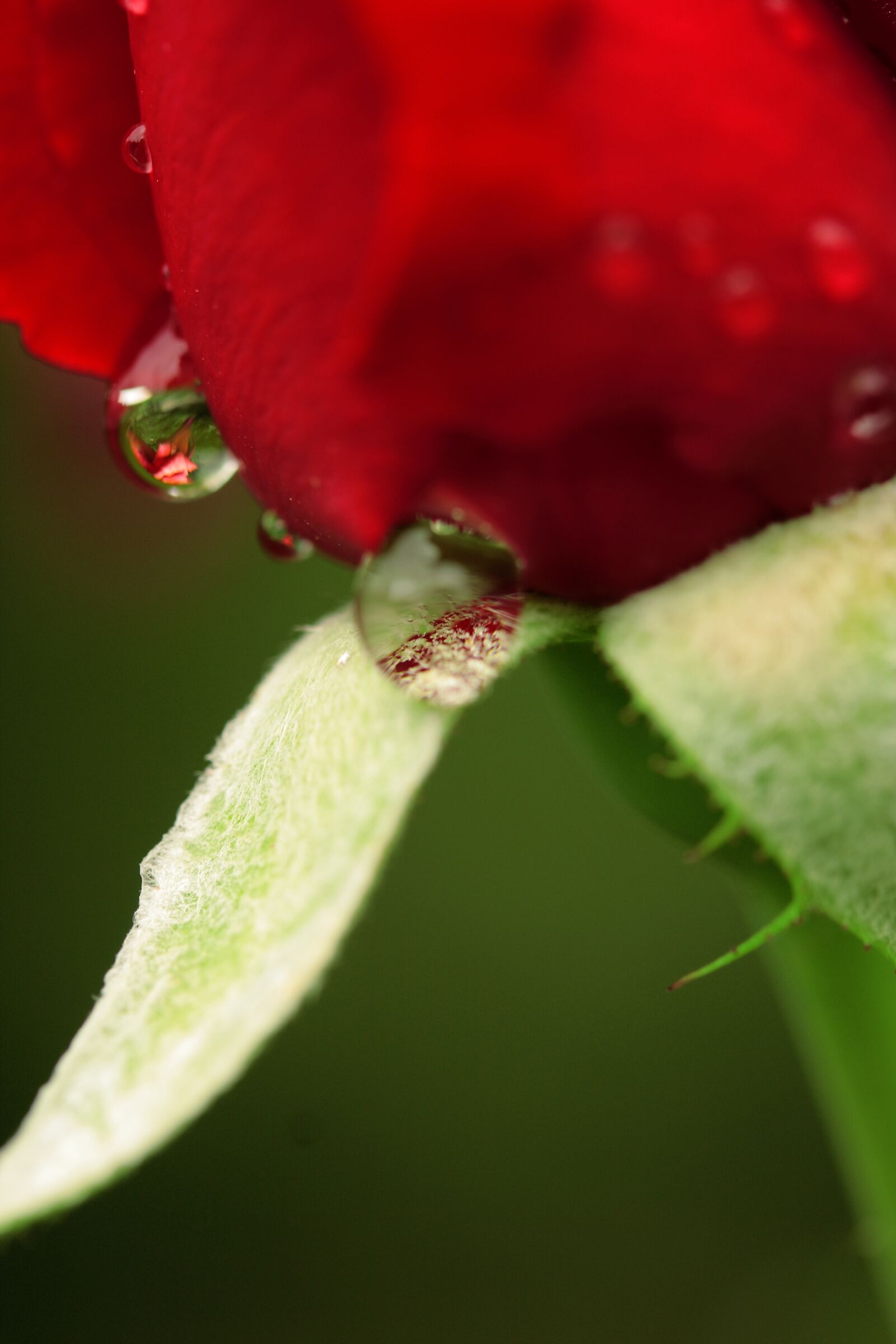 Canon EOS 40D sample photo. Drop, water, rain photography