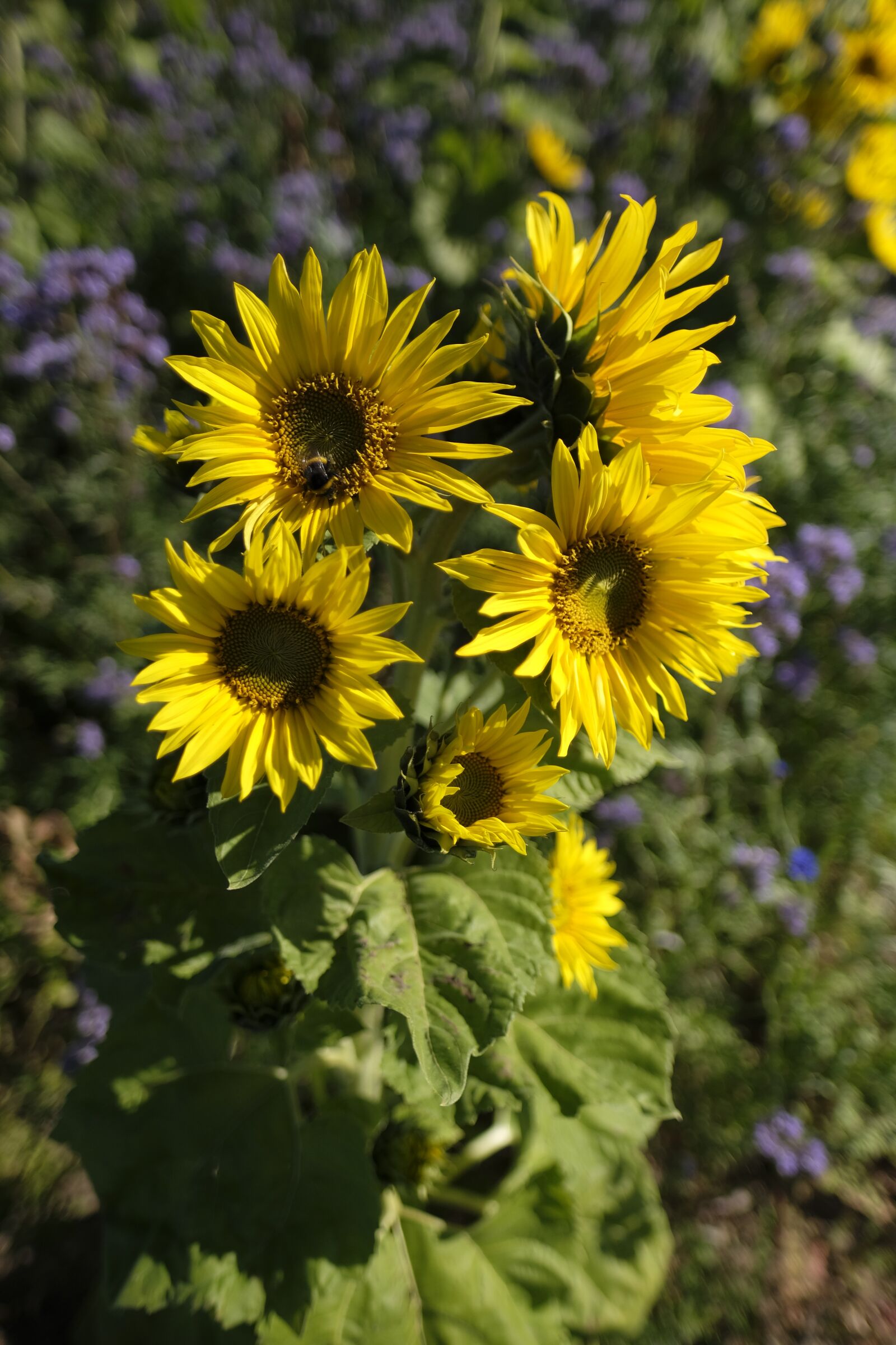 Fujifilm X-T2 + Fujifilm XF 16mm F1.4 R WR sample photo. Sunflower, flower, summer photography