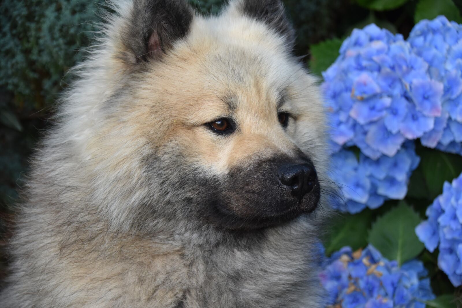 Nikon D5600 sample photo. Dog, dog eurasier, male photography