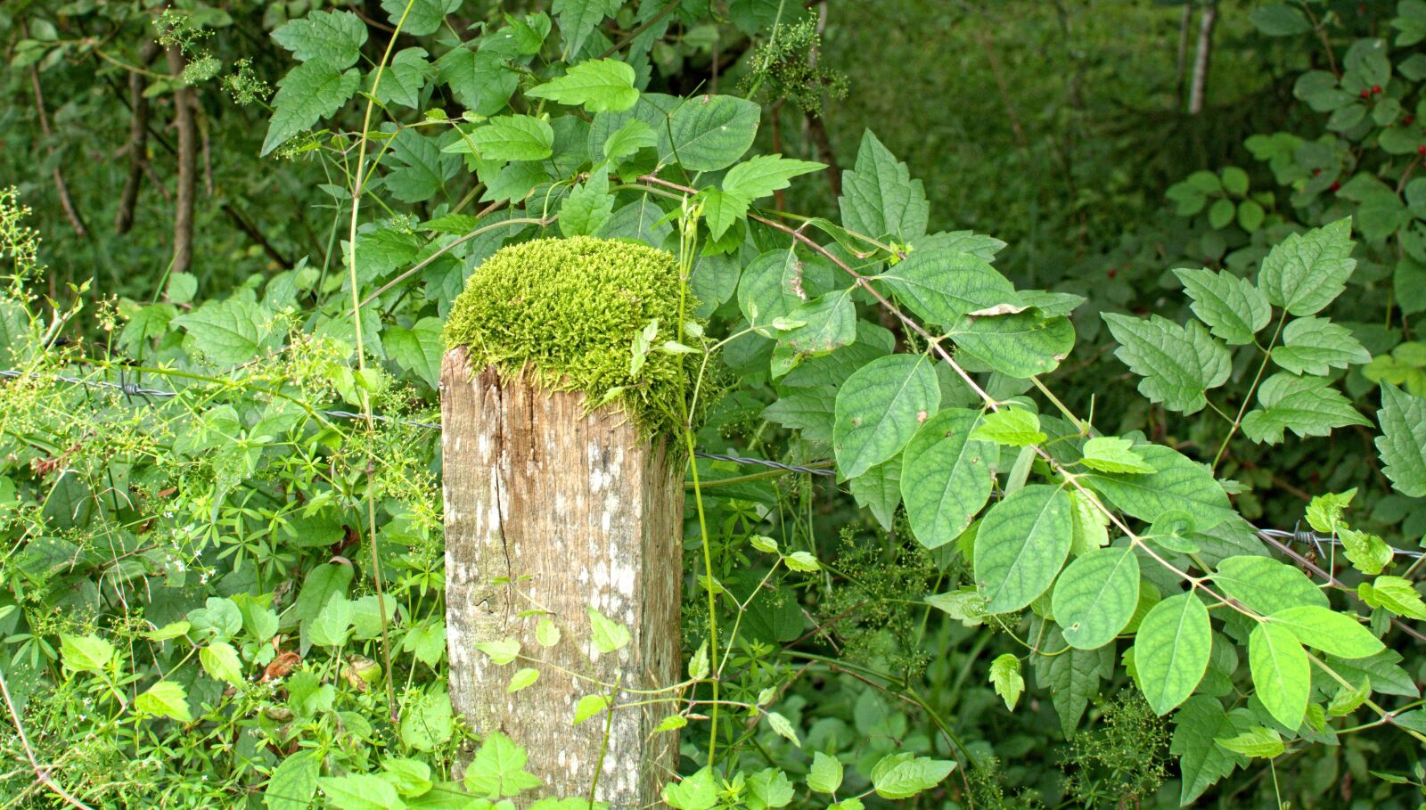 Nikon D7100 sample photo. Wooden posts, post, barbed photography