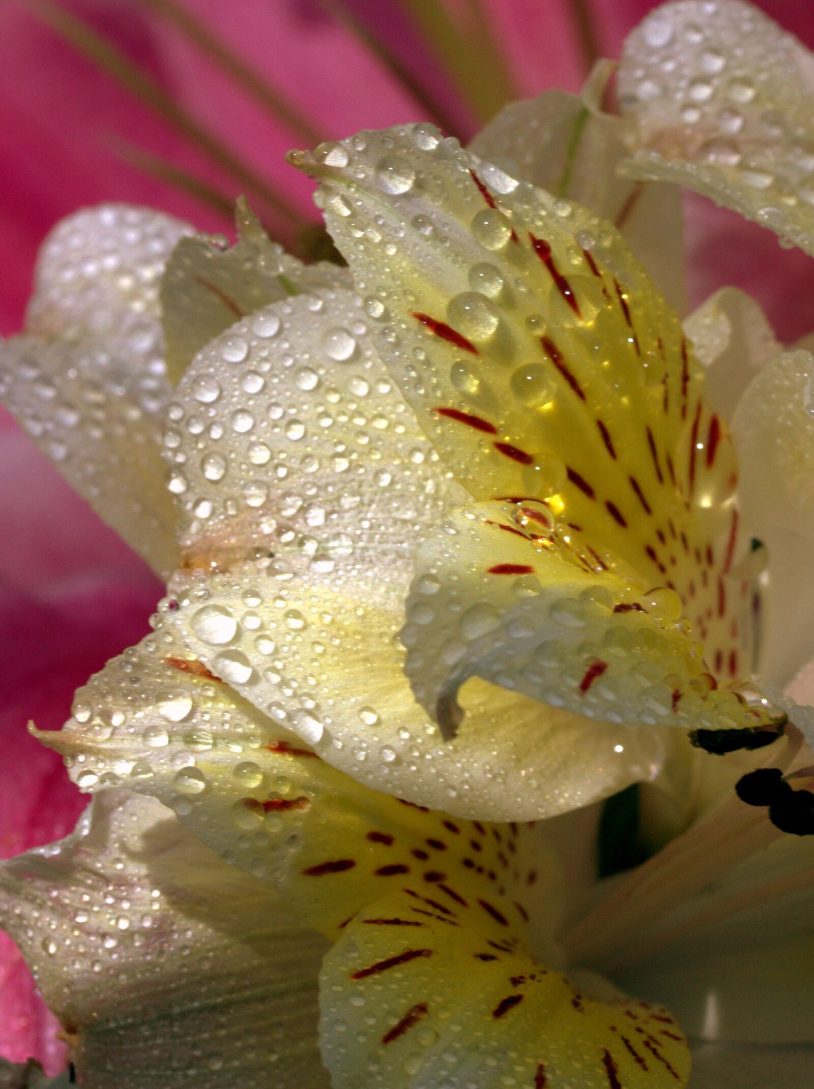 Canon EOS 700D (EOS Rebel T5i / EOS Kiss X7i) sample photo. Petals, wet, yellow photography