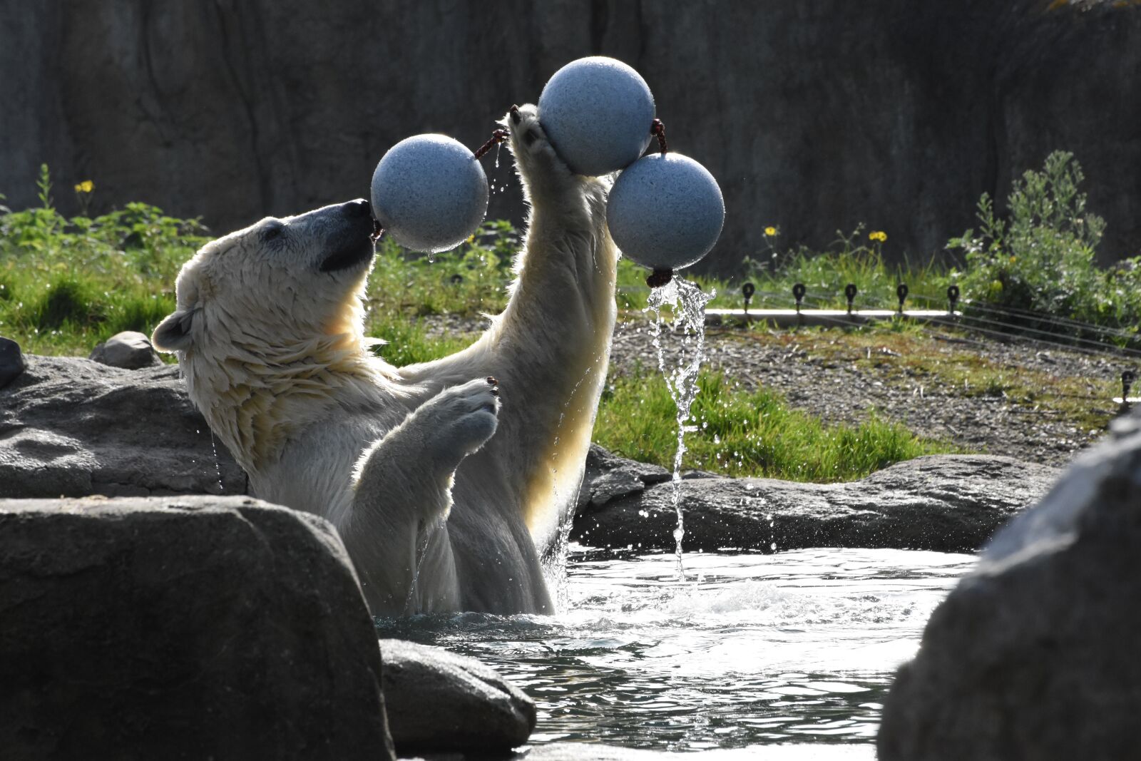 Nikon D7200 sample photo. Polar bear, zoo, mammal photography