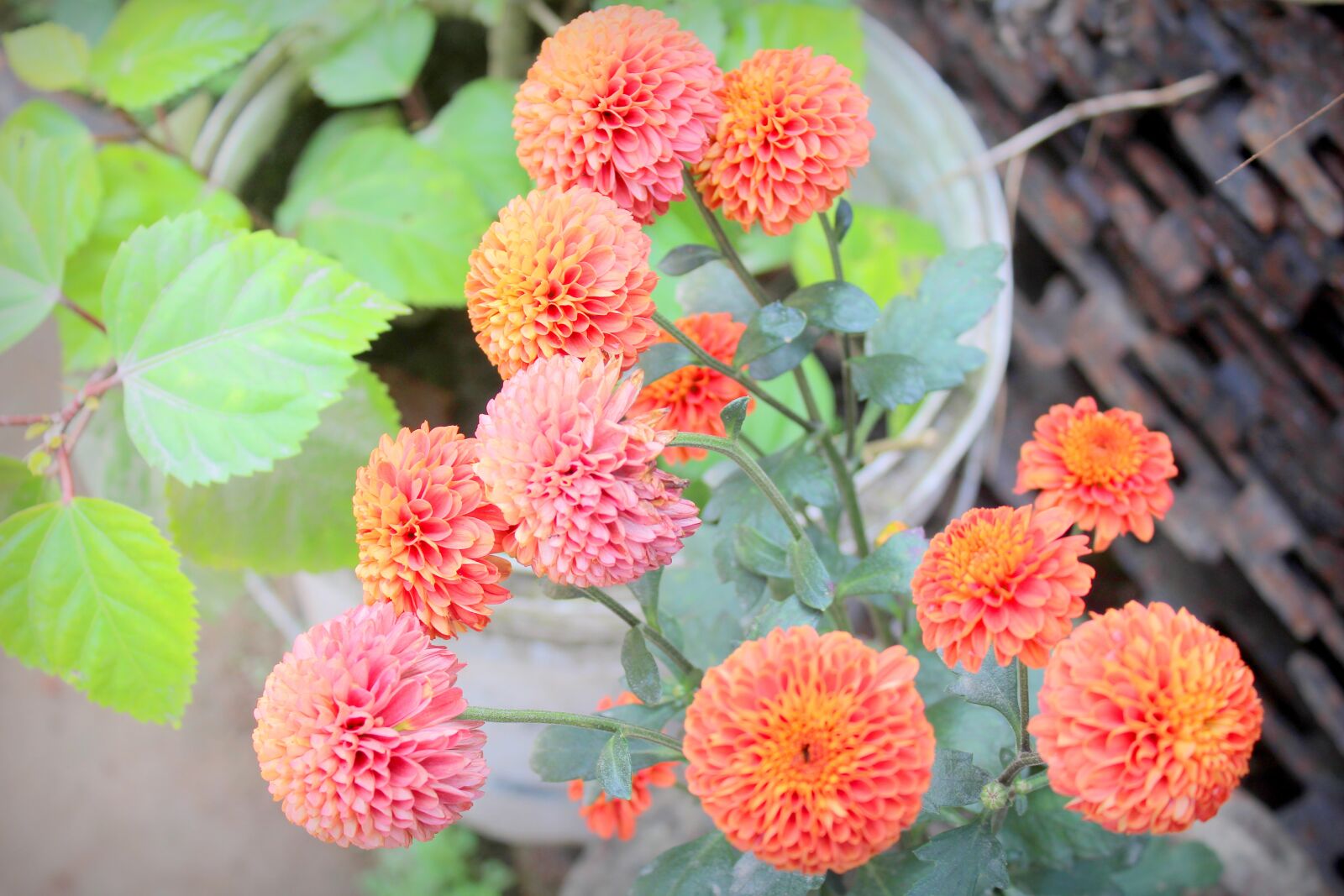 Canon EOS 1200D (EOS Rebel T5 / EOS Kiss X70 / EOS Hi) sample photo. Flower, blossom, pink photography