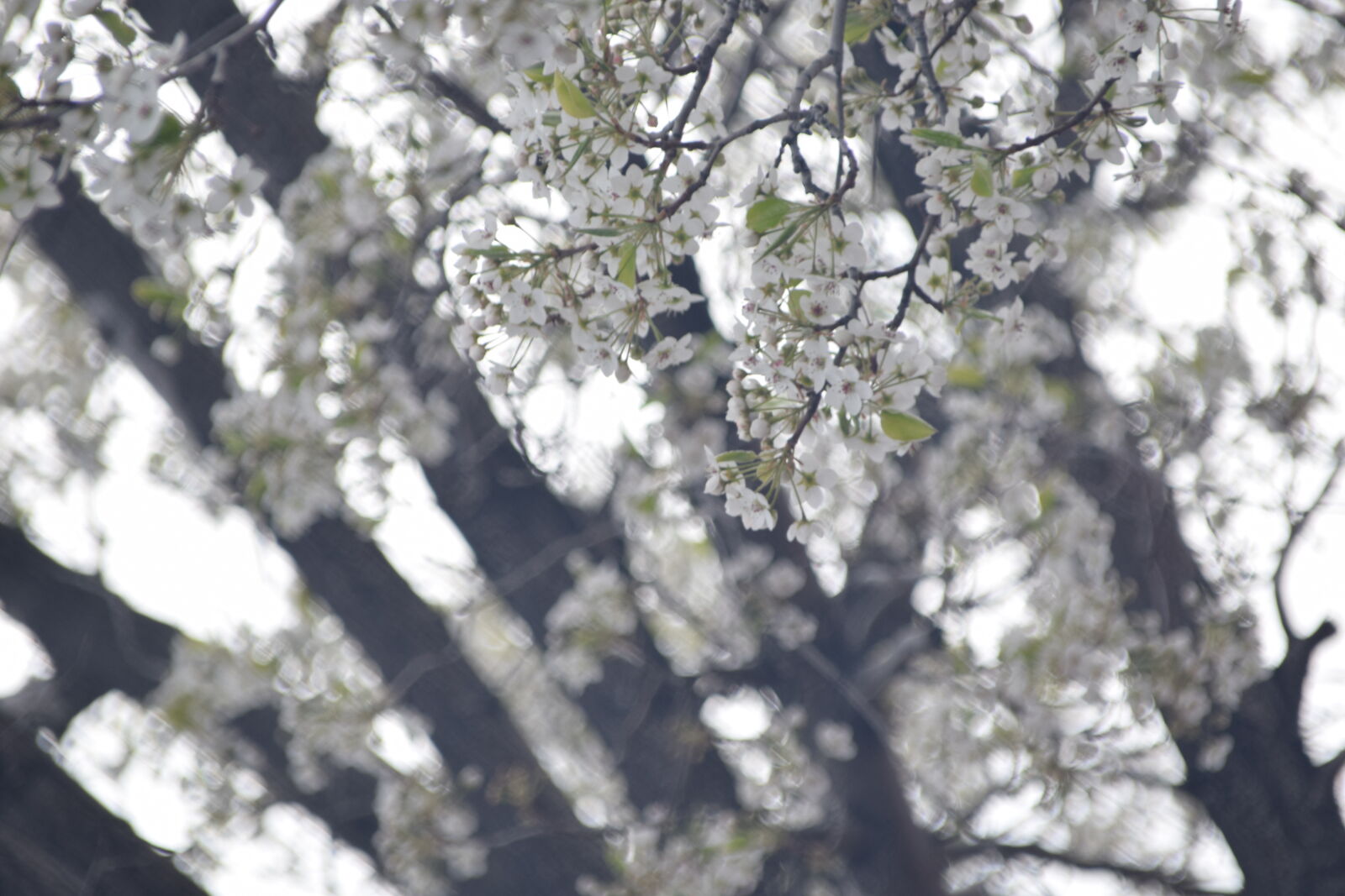 Nikon AF-S DX Nikkor 55-200mm F4-5.6G VR II sample photo. Flower, buds, spring, spring photography