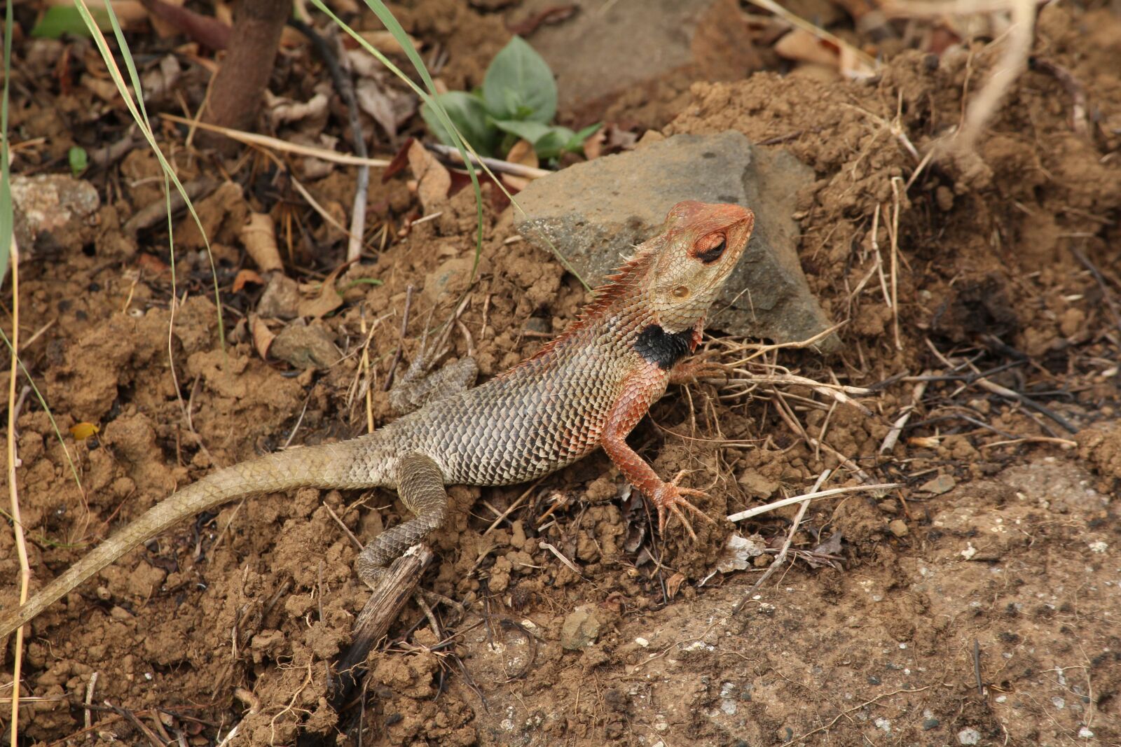 Canon EF-S 55-250mm F4-5.6 IS II sample photo. Natural, chameleon, lizard photography
