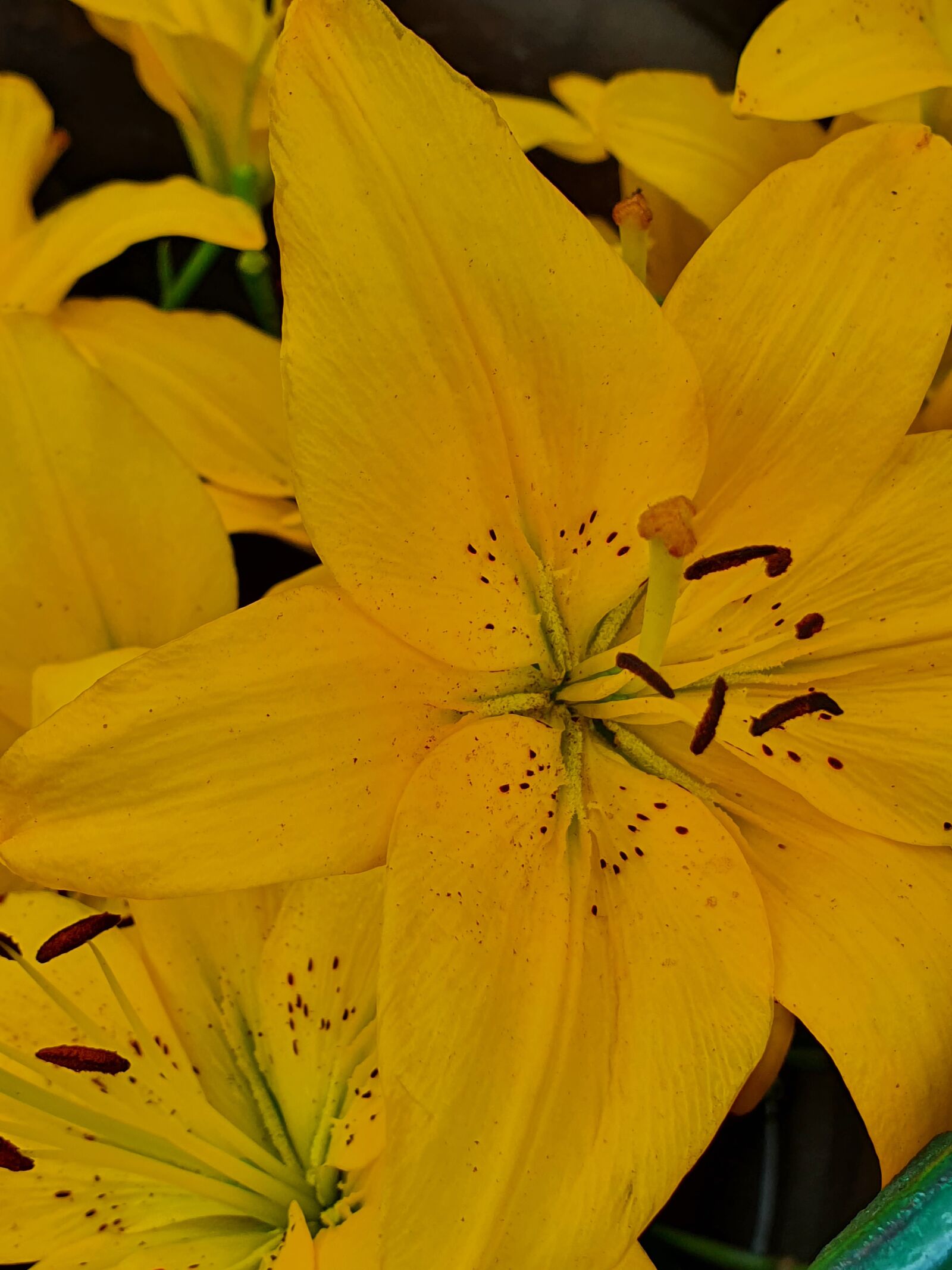 Samsung Galaxy S10 sample photo. Lily, yellow, color photography