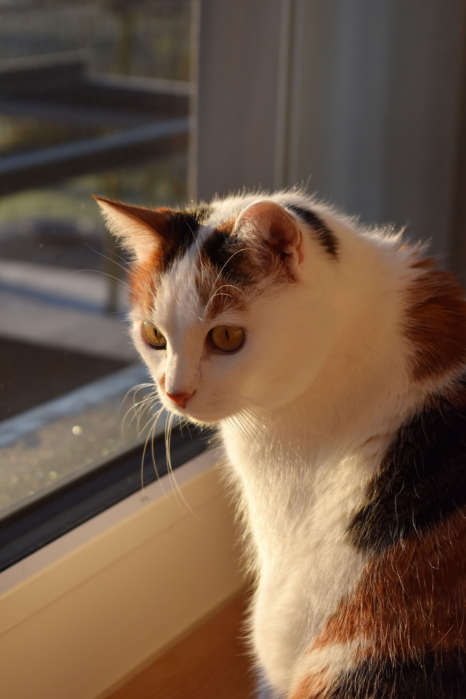 Nikon D5500 sample photo. Cat, white, animal photography