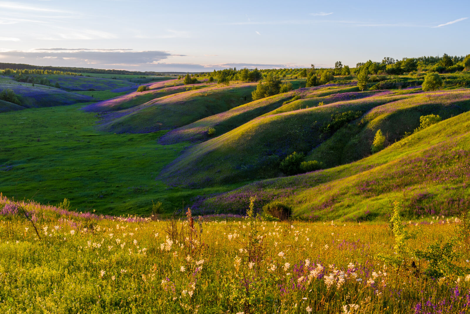 Leica X1 sample photo. Flower, meadow, landscape, meadow photography