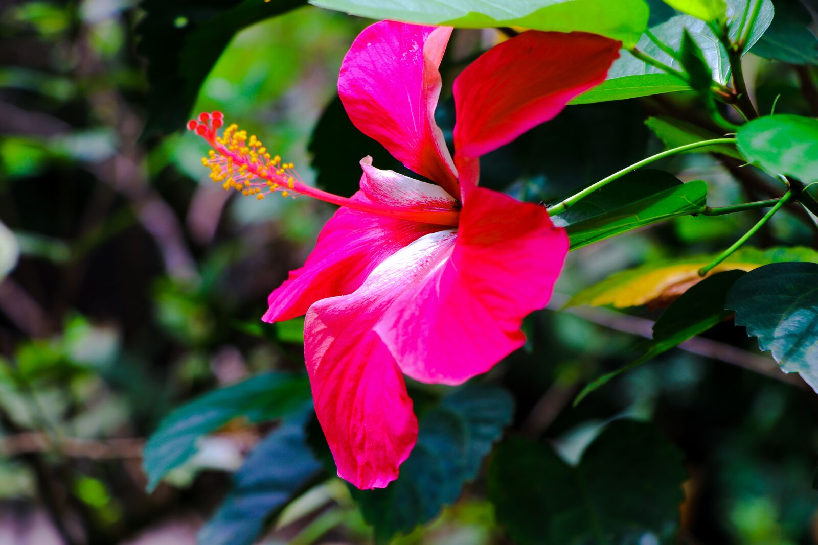 Canon EOS 80D + Canon EF-S 18-135mm F3.5-5.6 IS USM sample photo. Flower, red, hibicus photography