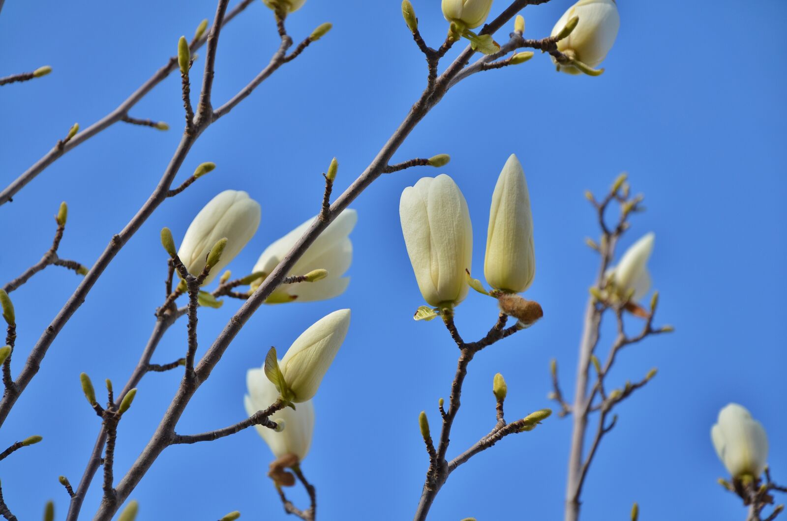 Nikon D7000 sample photo. Tatree, flower, nature photography
