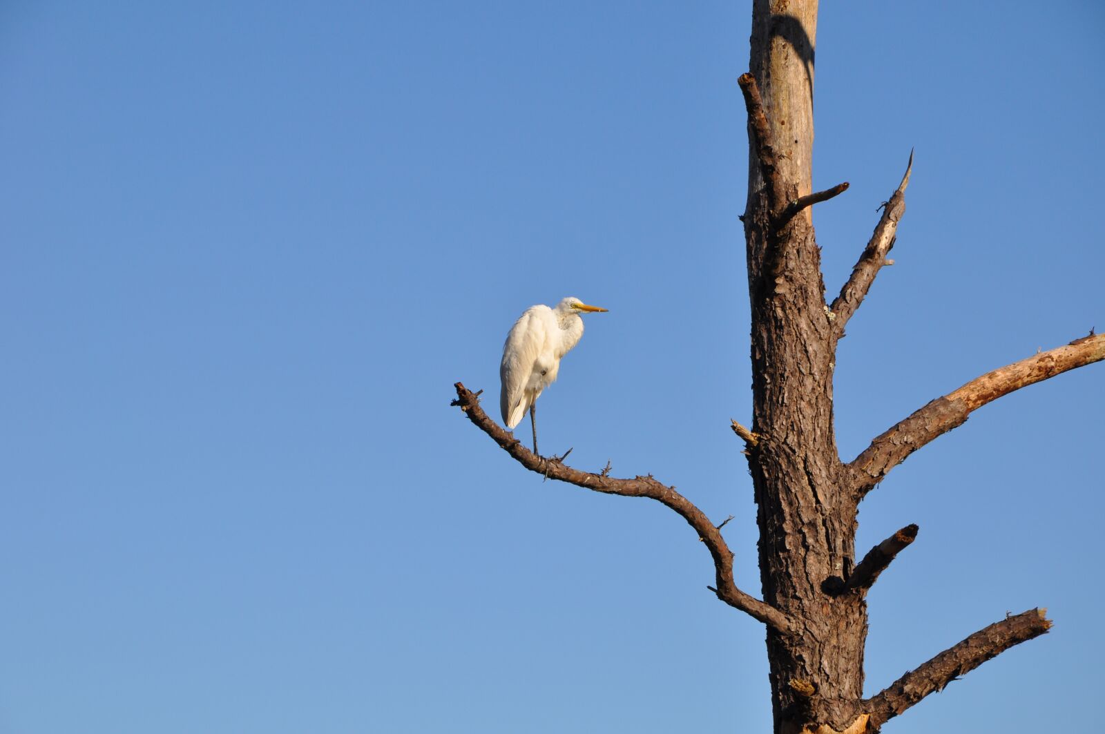 Nikon D90 sample photo. Bird, heron, tree photography