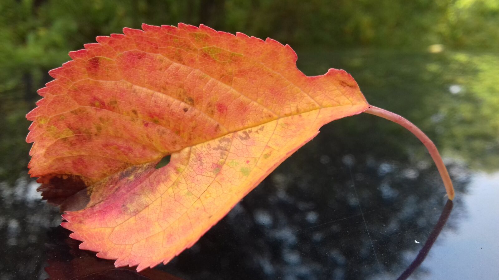 Samsung Galaxy J3(2016) sample photo. Leaf, autumn, red photography