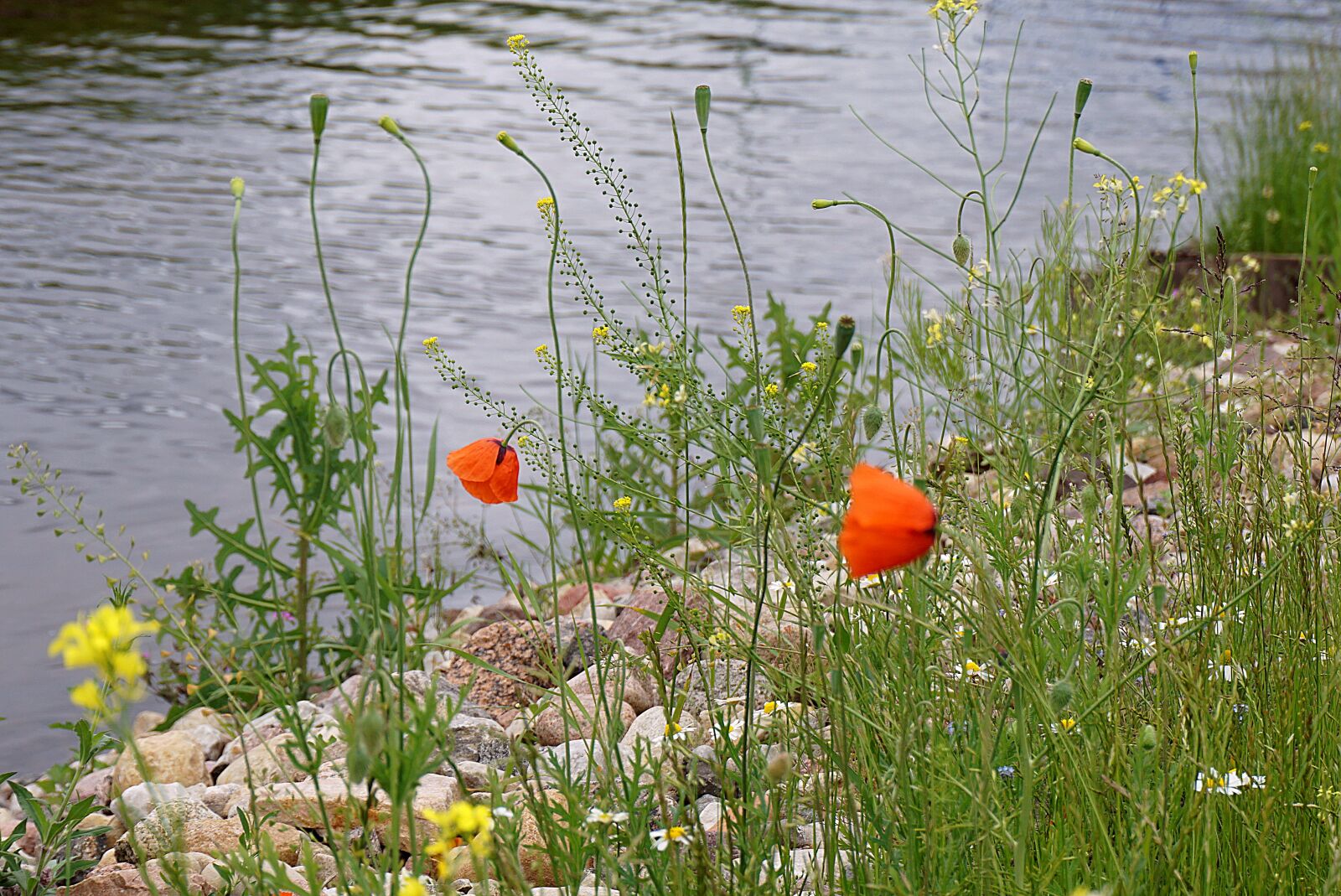 Sony a6000 sample photo. Water, river, poppies red photography