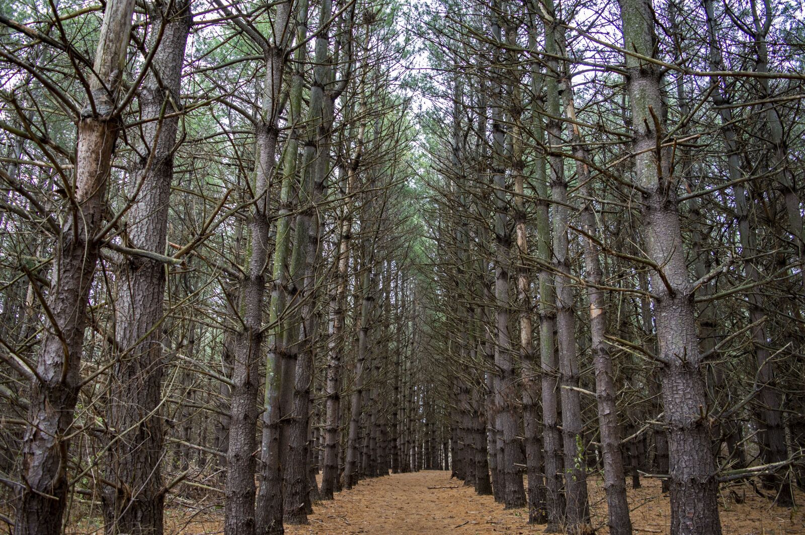 Nikon D3200 sample photo. Pines, pine trees, forest photography