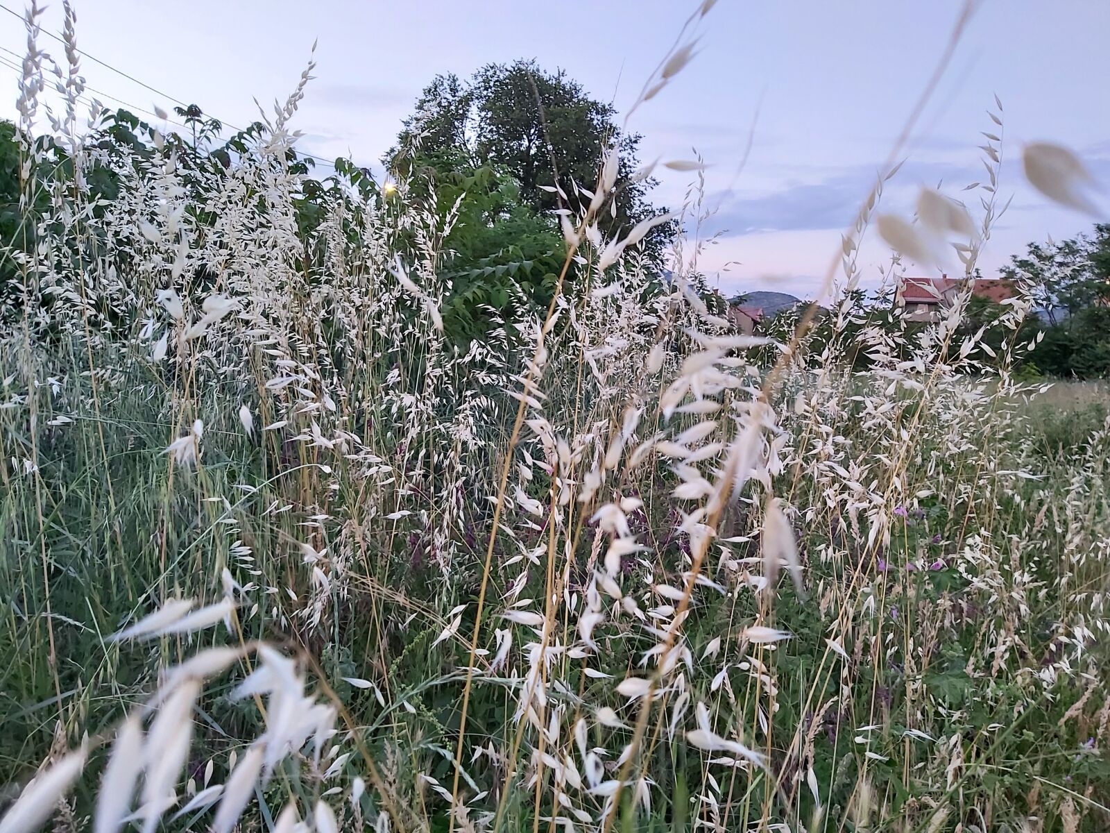 Samsung Galaxy A70 sample photo. Grass, poaceae, flora photography