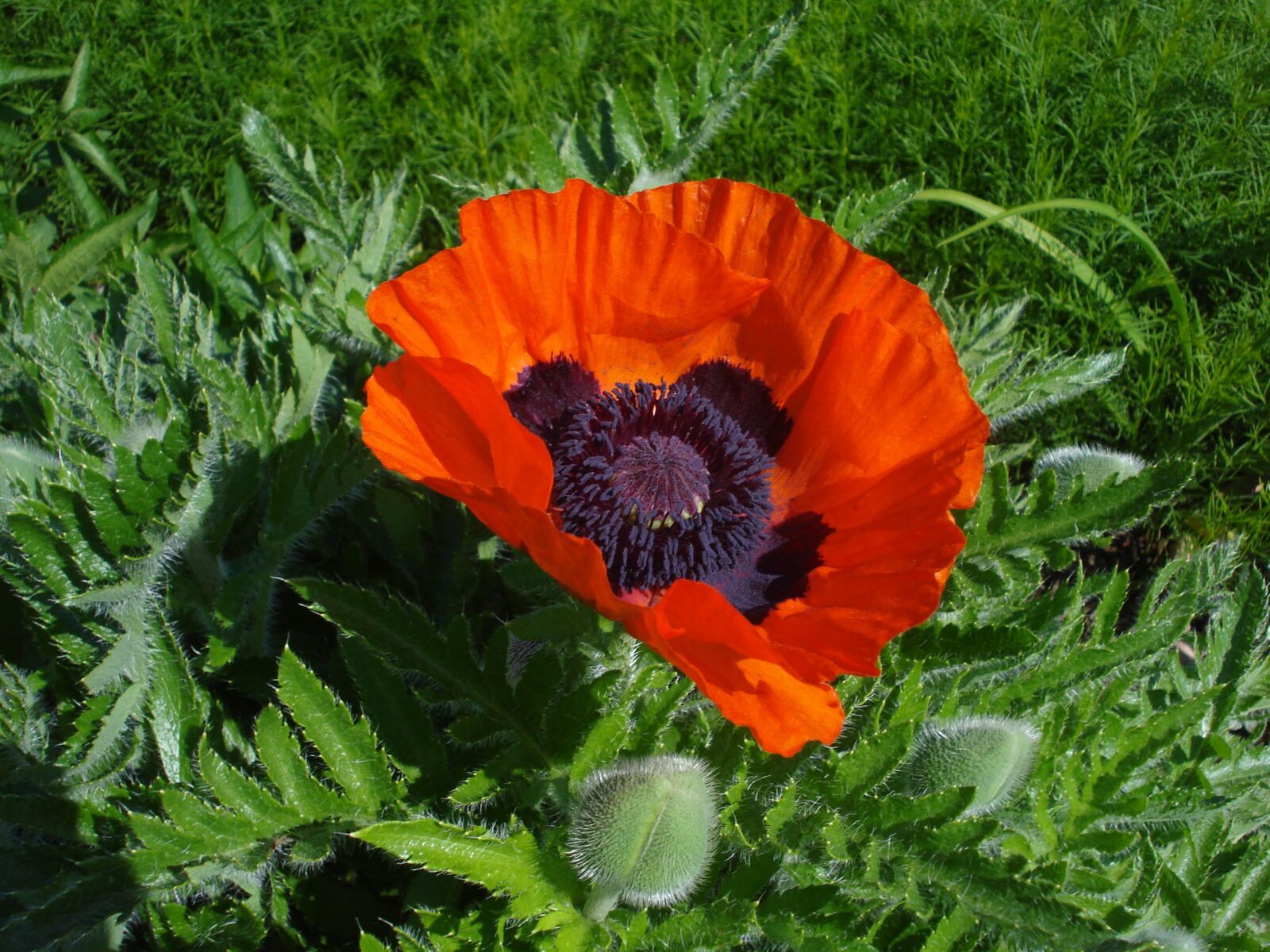 Sony DSC-W55 sample photo. Poppy flower, flower, red photography