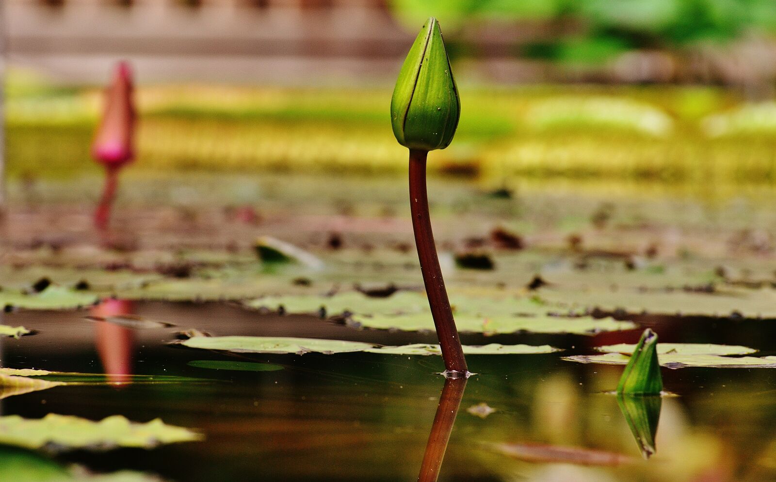 Nikon D3200 sample photo. Water lily, water, bud photography
