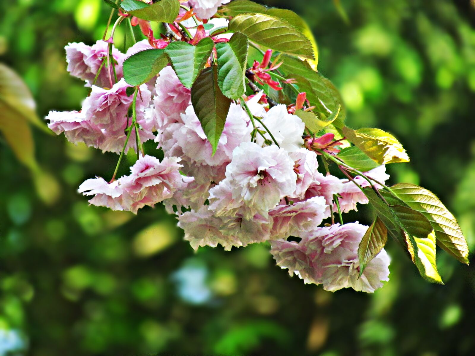 Canon PowerShot SX30 IS sample photo. Spring, tree, flowers photography