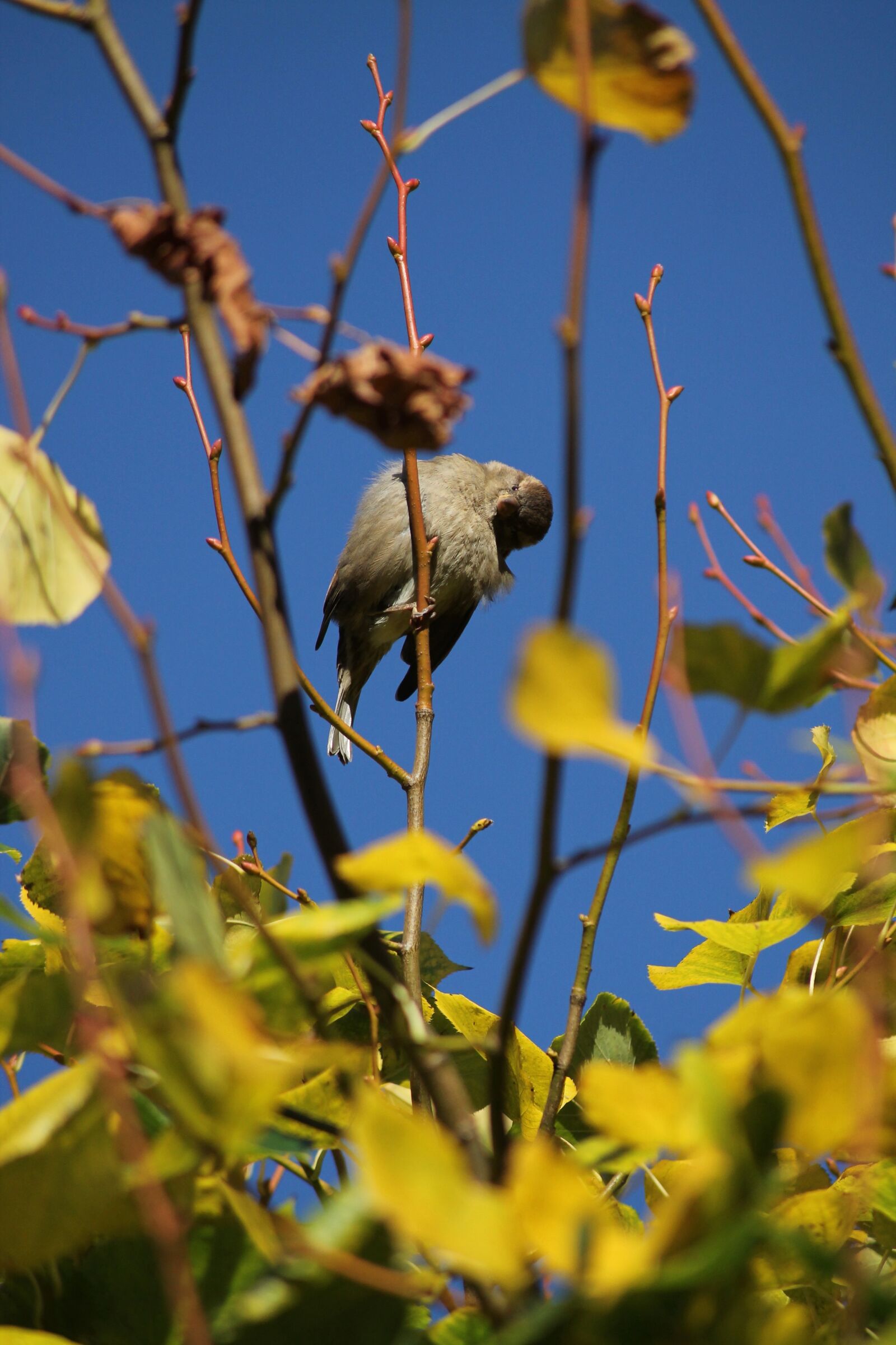 Canon EOS 1100D (EOS Rebel T3 / EOS Kiss X50) sample photo. Bird, sparrow, sperling photography