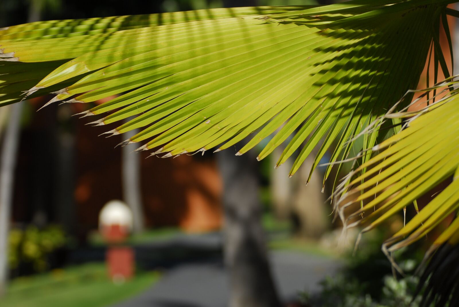Nikon D200 sample photo. Dom rep, dominican republic photography