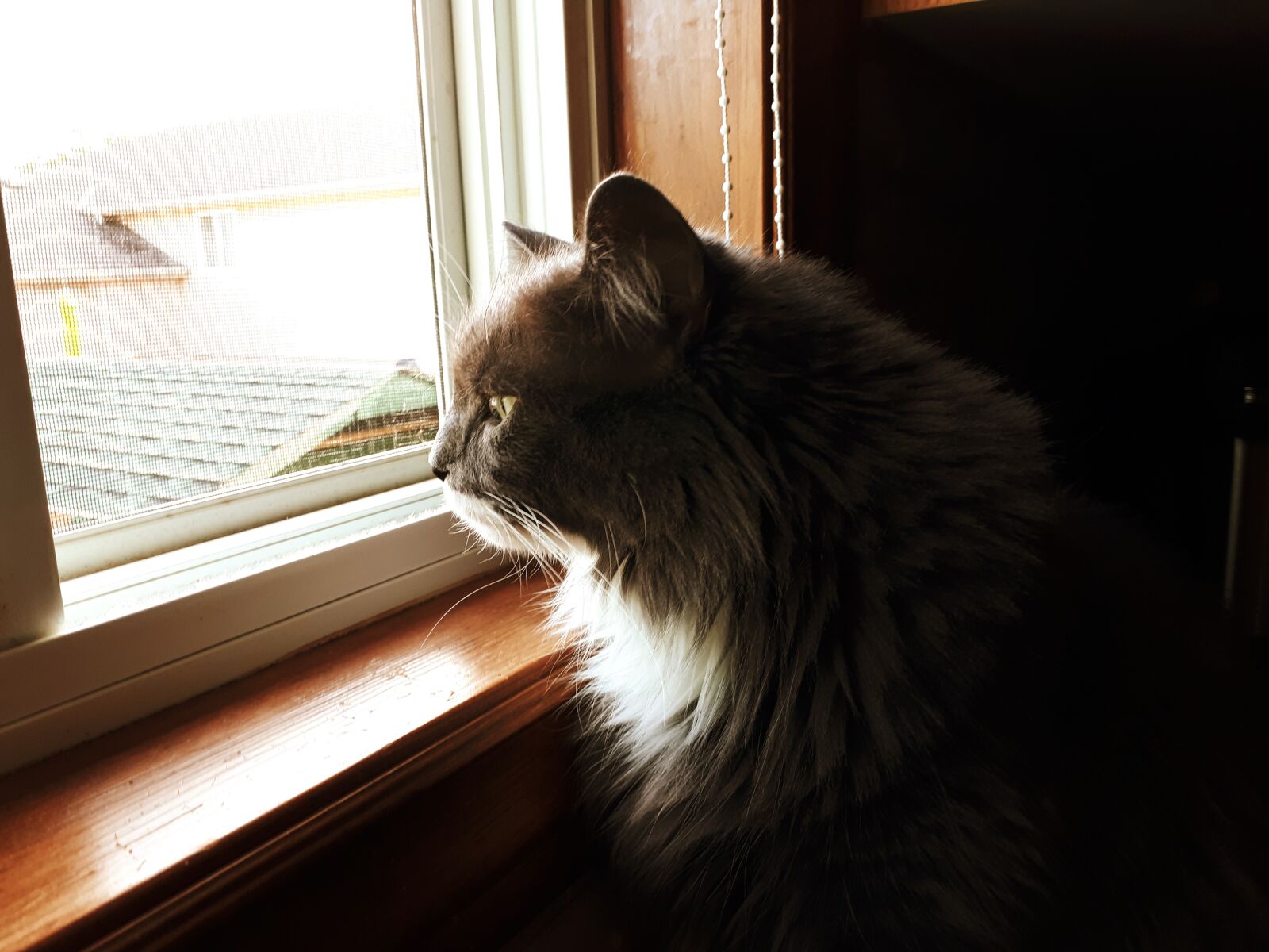 Samsung Galaxy A5(2017) sample photo. Cat, pet, kitten photography