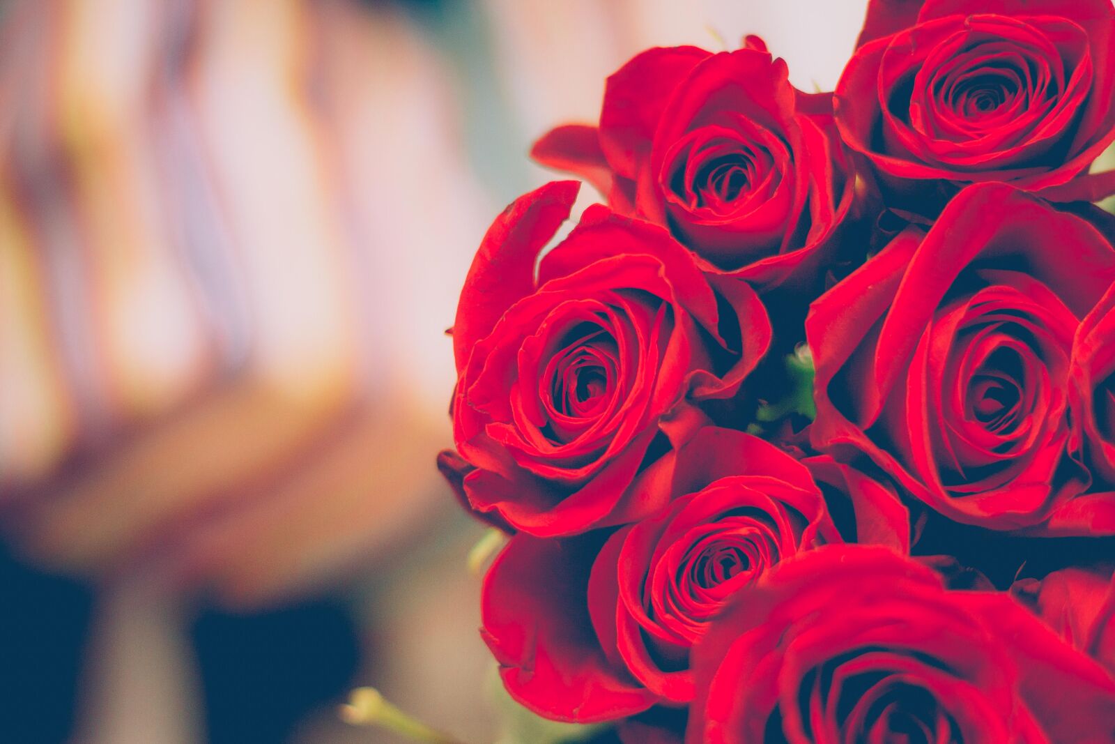 Canon EOS 60D + Canon EF 50mm F1.8 II sample photo. Beautiful, bloom, blooming, blossom photography