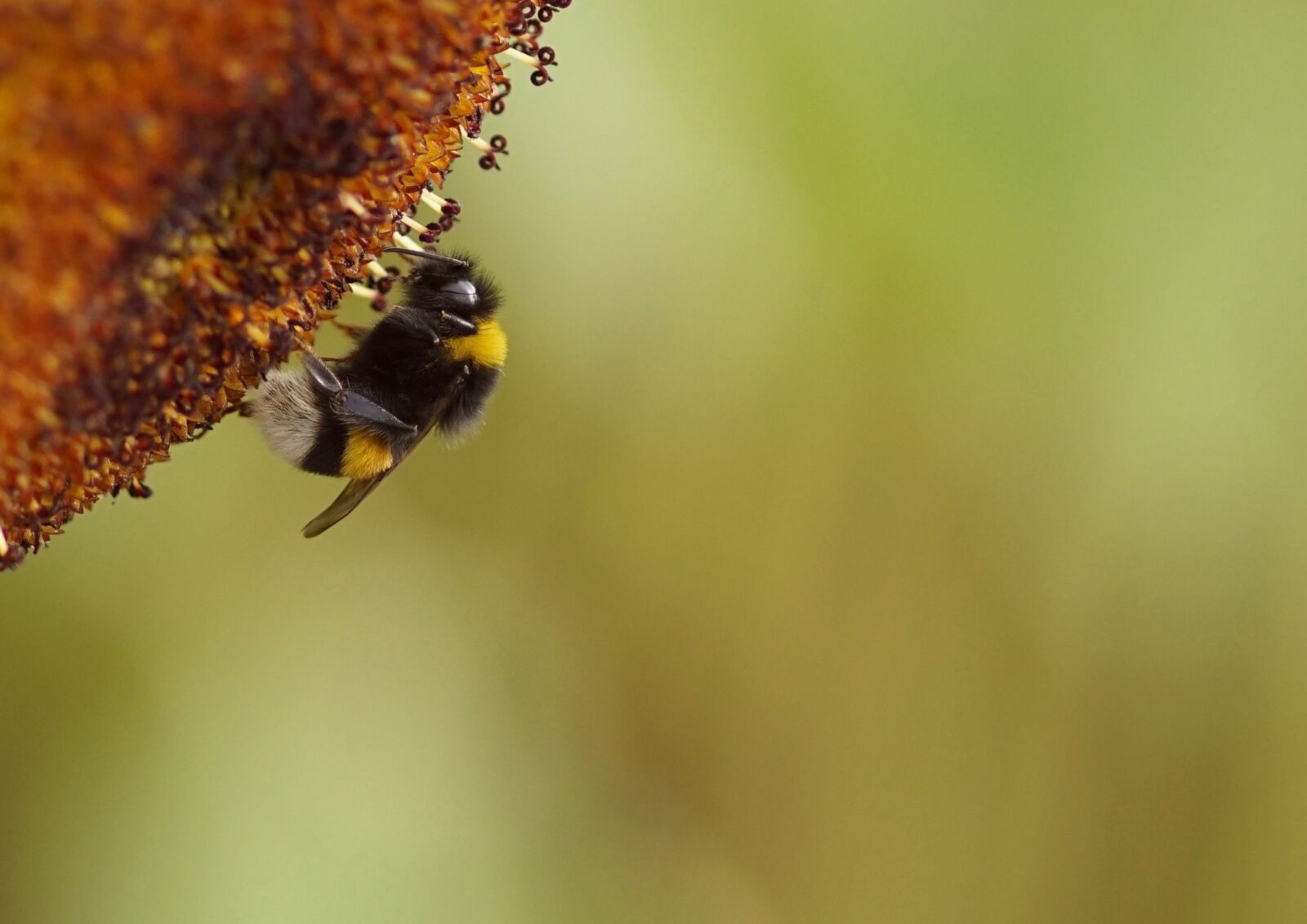 Sony SLT-A68 sample photo. Bee, nectar, nature photography