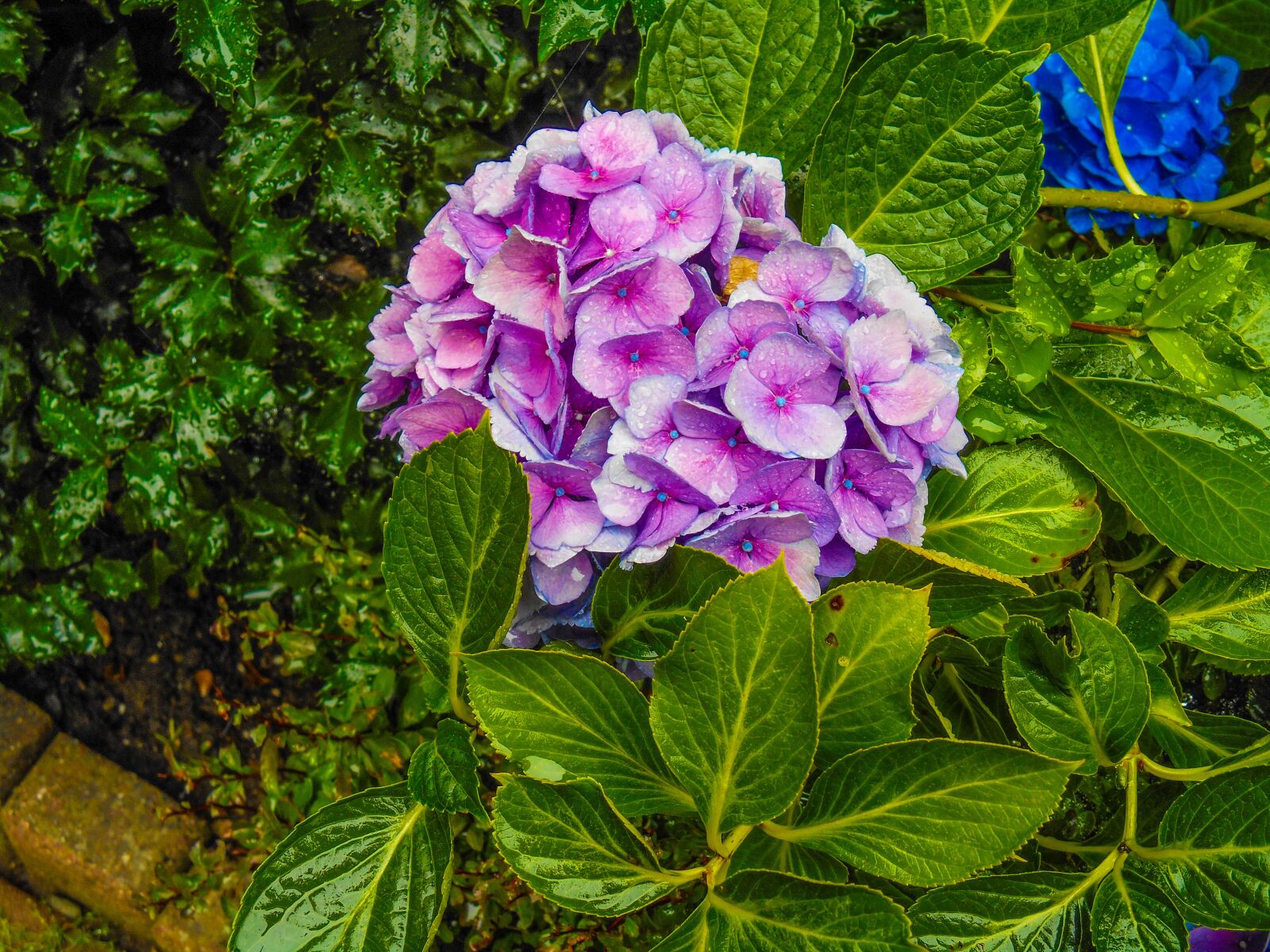Nikon Coolpix S3500 sample photo. Hydrangea, pink, flower photography