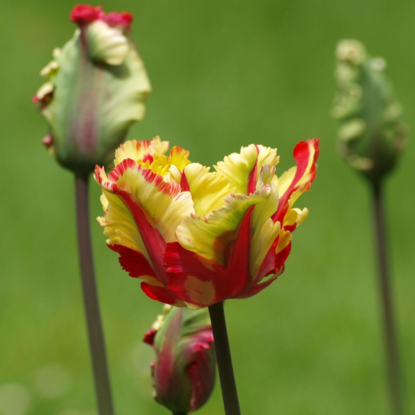 Olympus E-420 (EVOLT E-420) sample photo. Tulip, flowers, parrot tulip photography