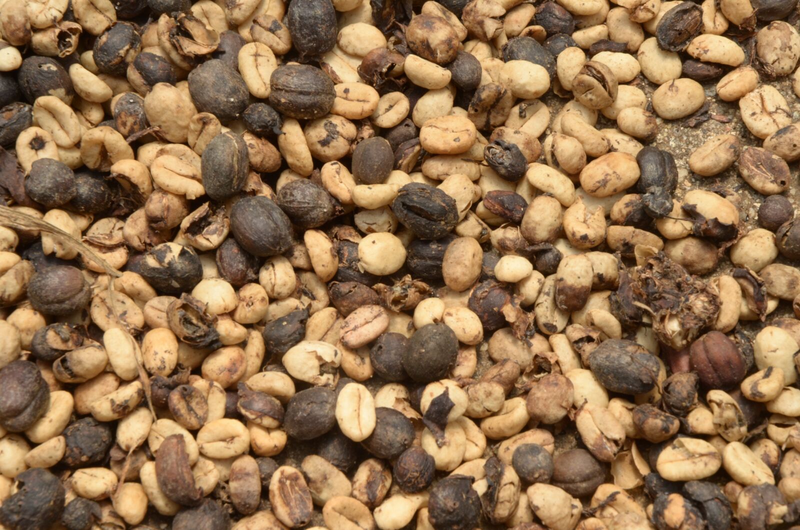 Nikon D7000 sample photo. Coffee, textures, nature photography