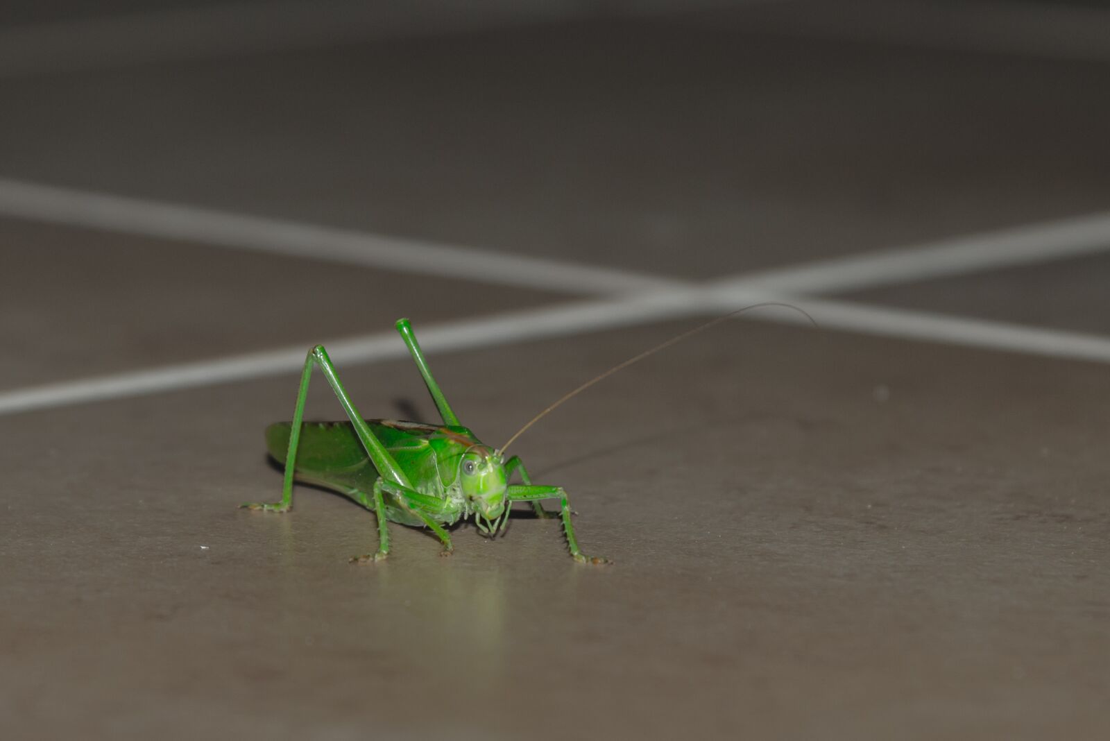 Nikon D610 sample photo. Grasshopper, animal, insect photography