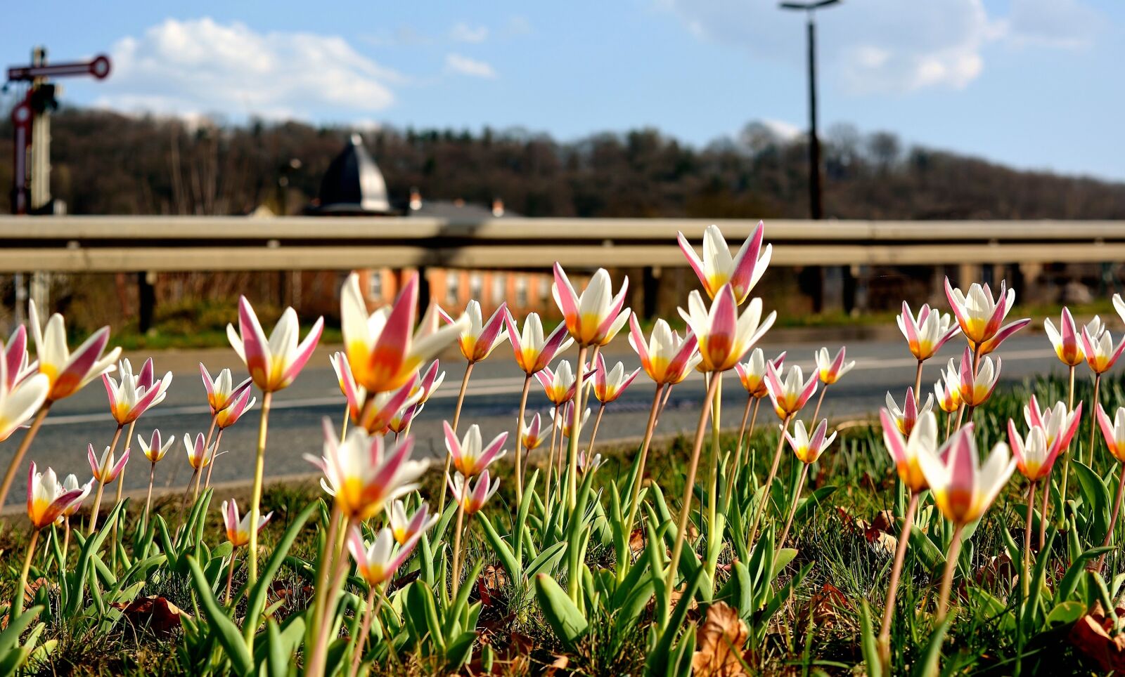 Nikon D5200 sample photo. Spring, flowers, road photography