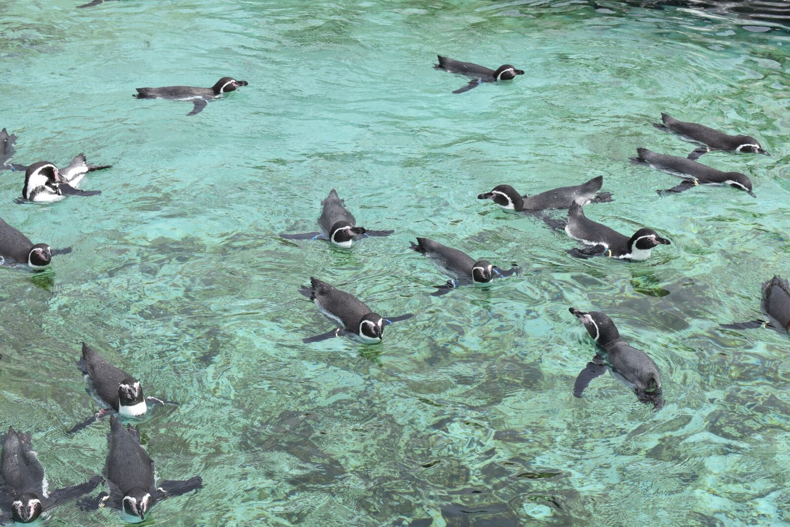 Nikon D5600 sample photo. Aquarium, bird, water photography