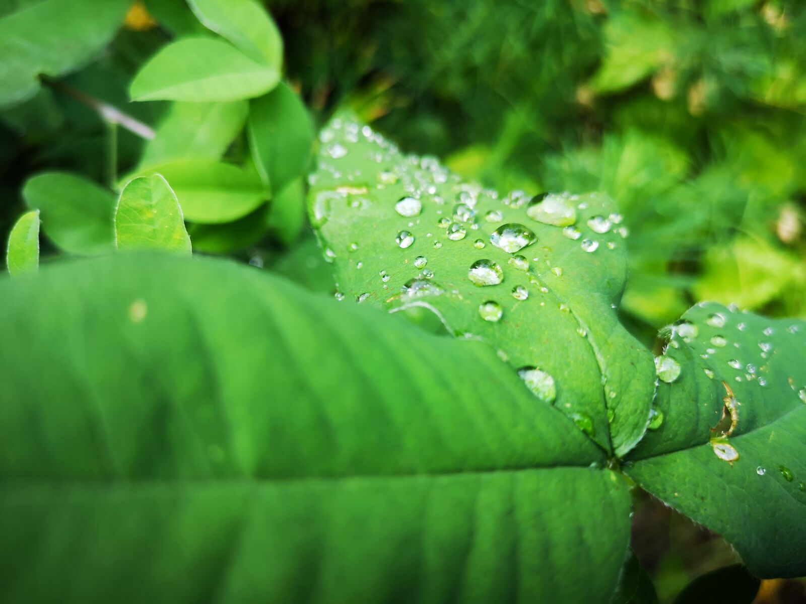 HUAWEI CLT-L09 sample photo. Water drops, just add photography