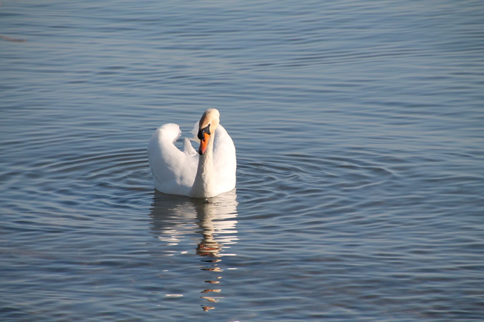 Canon EOS 1100D (EOS Rebel T3 / EOS Kiss X50) sample photo. Swan, water, lake photography