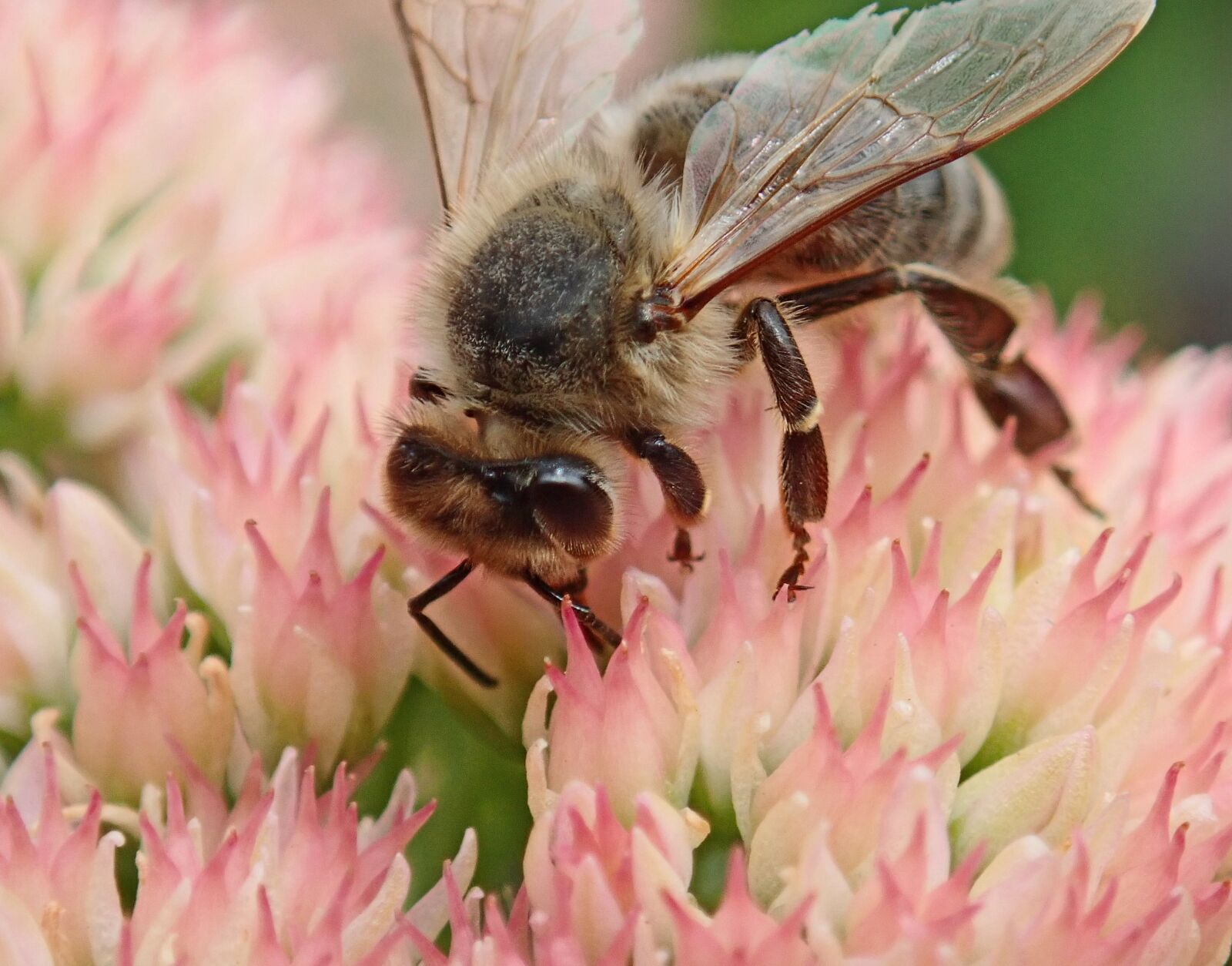 Olympus TG-5 sample photo. Bee, insect, nectar photography