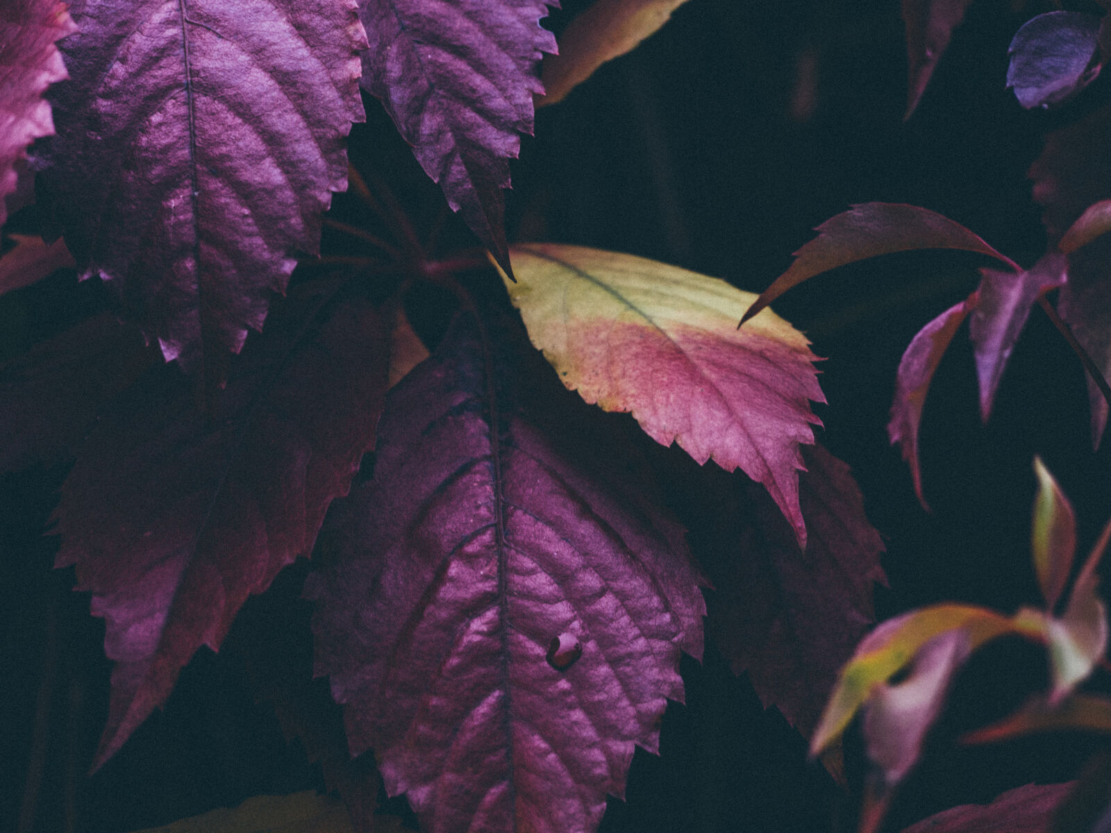 Olympus PEN E-PL5 sample photo. Theme, autumn photography