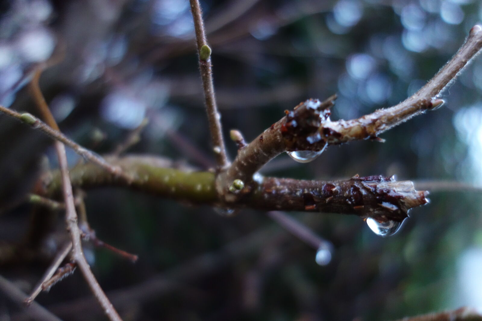 Sony Cyber-shot DSC-RX100 sample photo