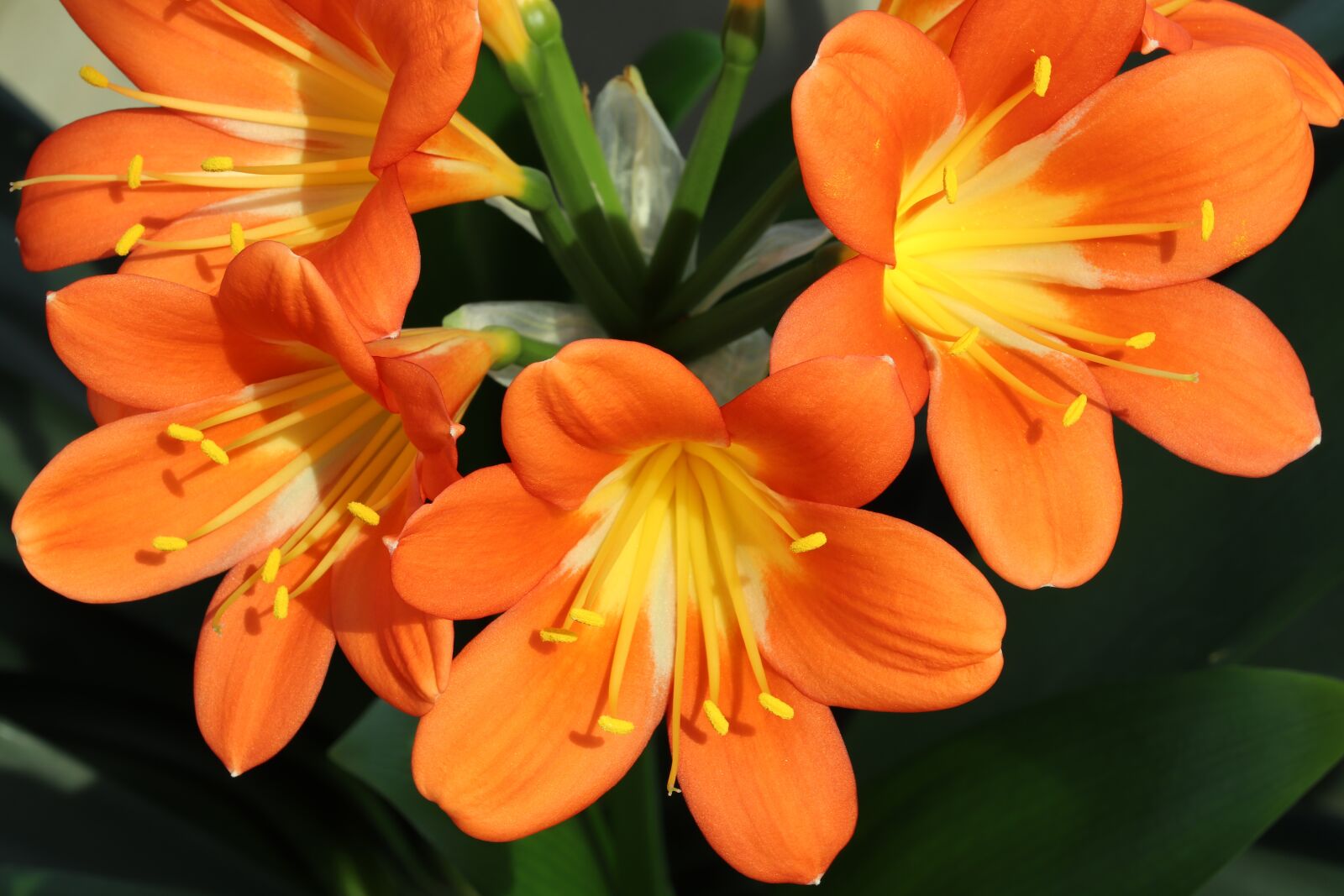 Canon EOS 800D (EOS Rebel T7i / EOS Kiss X9i) sample photo. Clivia miniata, flowers, beautiful photography