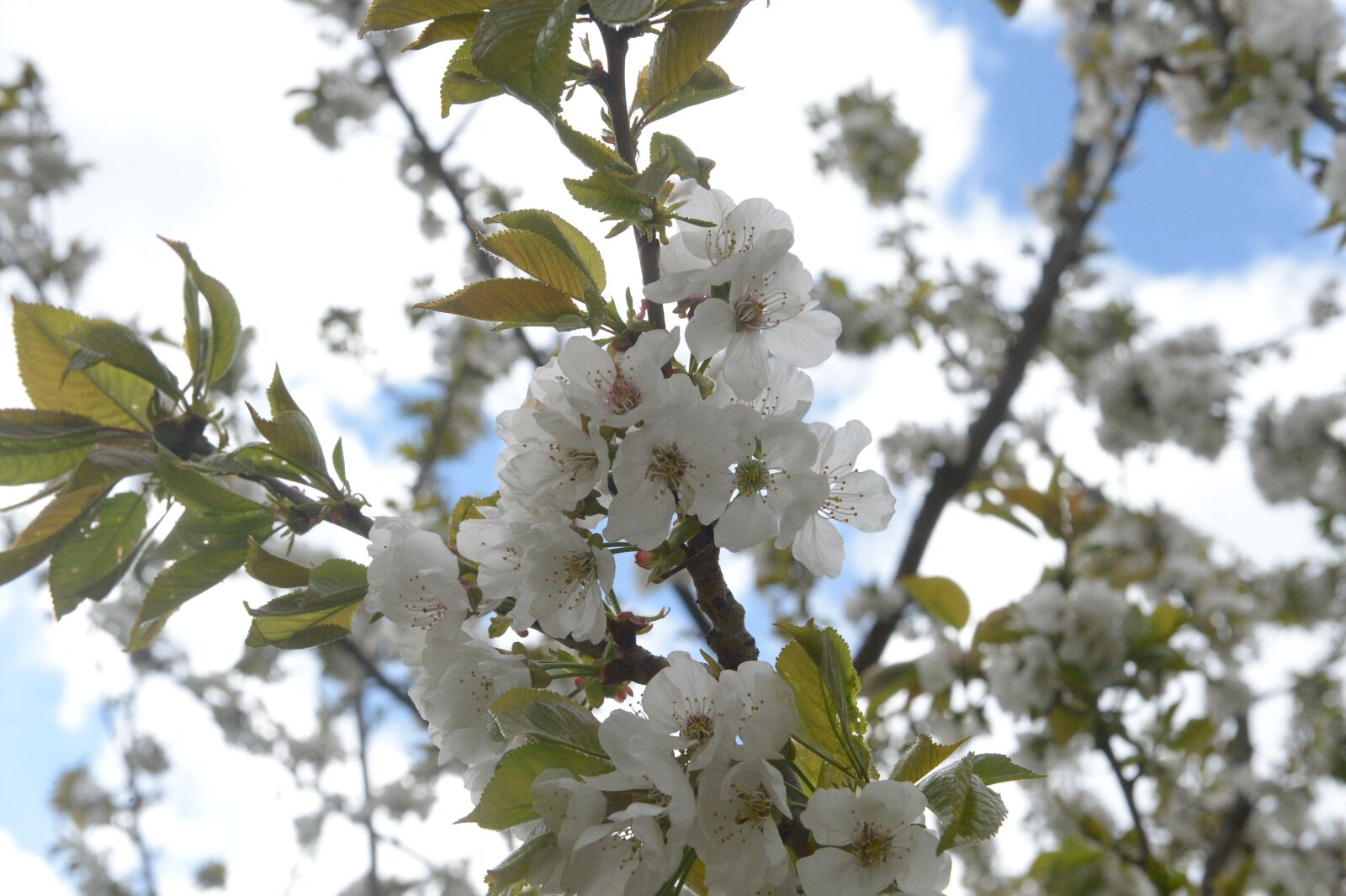 Nikon D4 sample photo. Cherry blossom, cherry branch photography