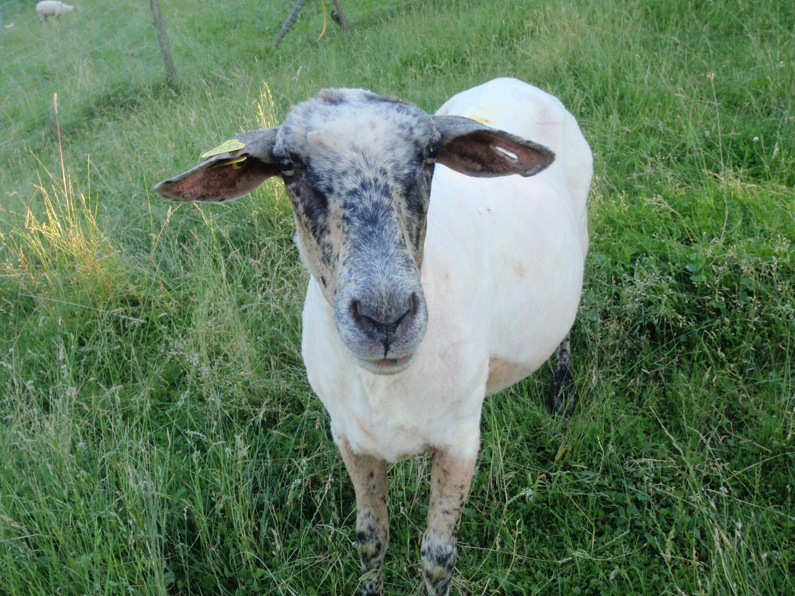 Olympus u1030SW,S1030SW sample photo. Sheep, meadow, shorn photography
