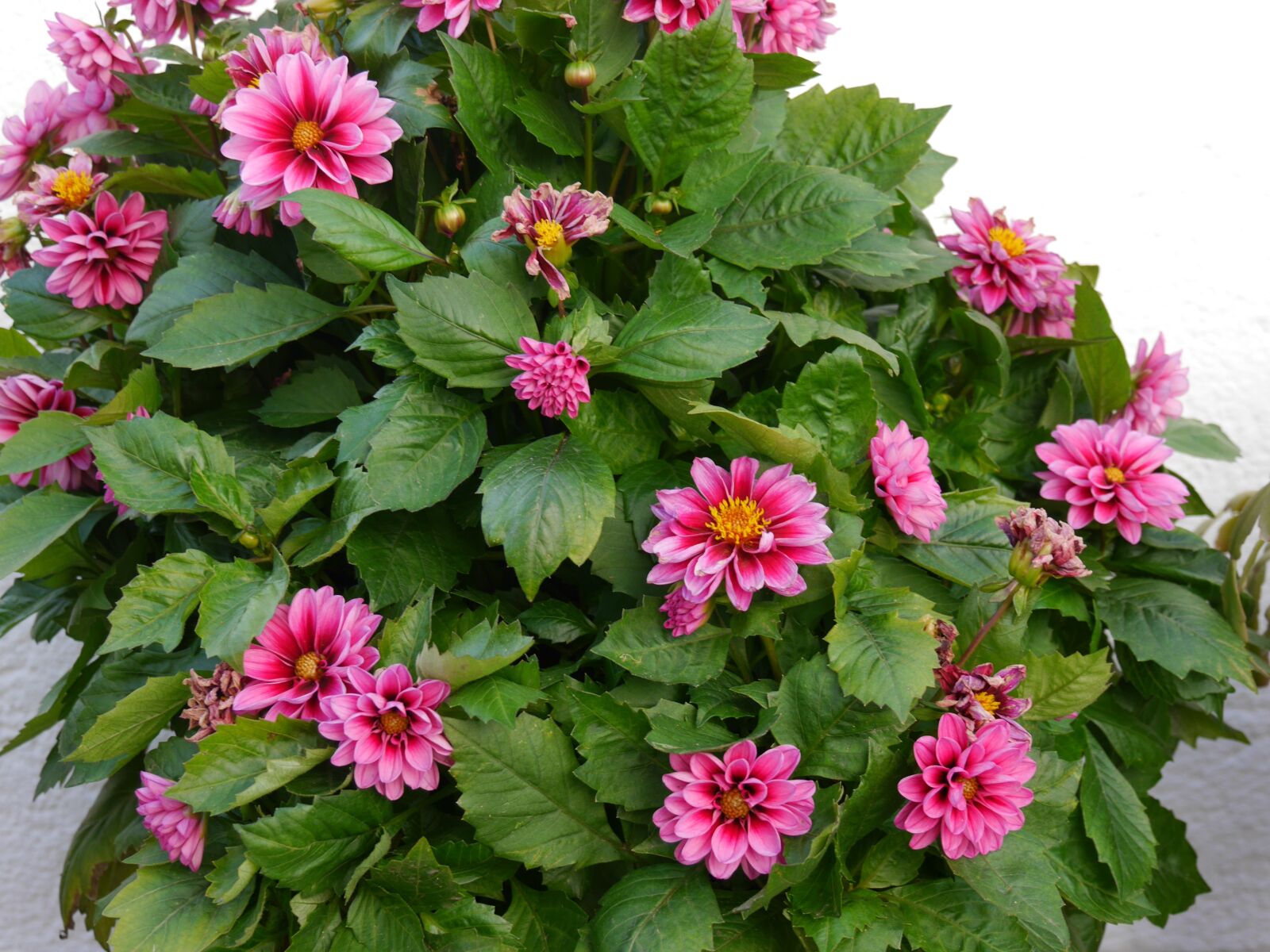 Panasonic Lumix DMC-G6 sample photo. Dahlias, flowers, pink photography