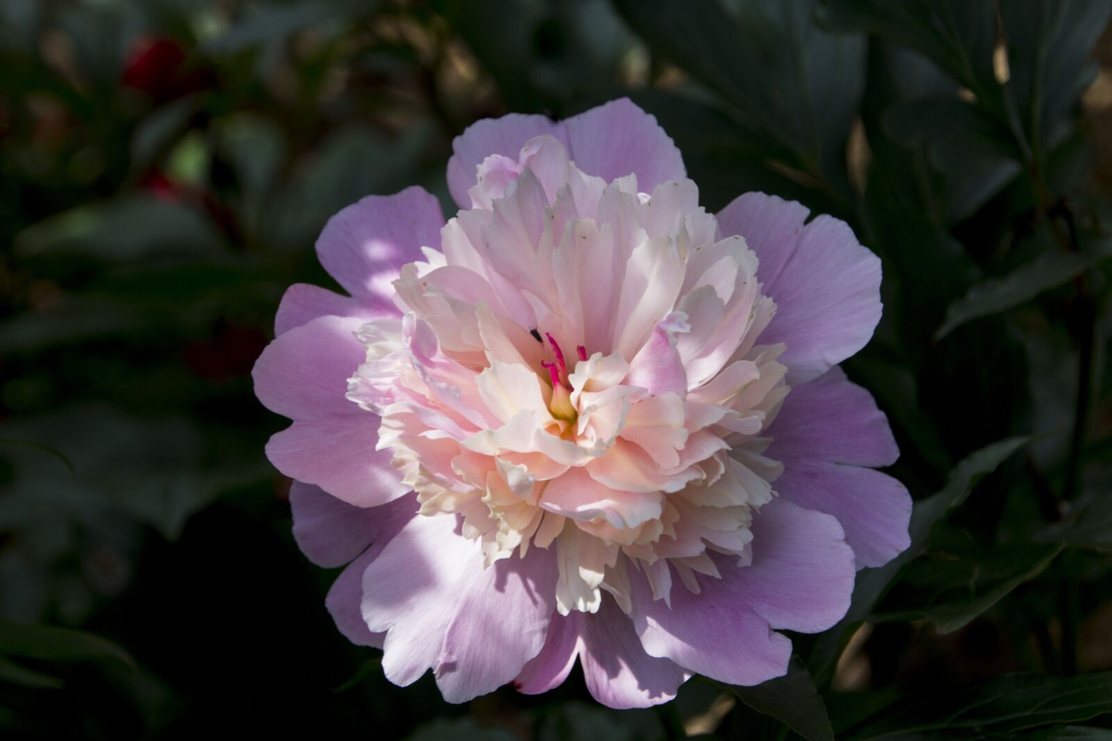 Canon EOS 60D sample photo. Peony, flower, blossom photography