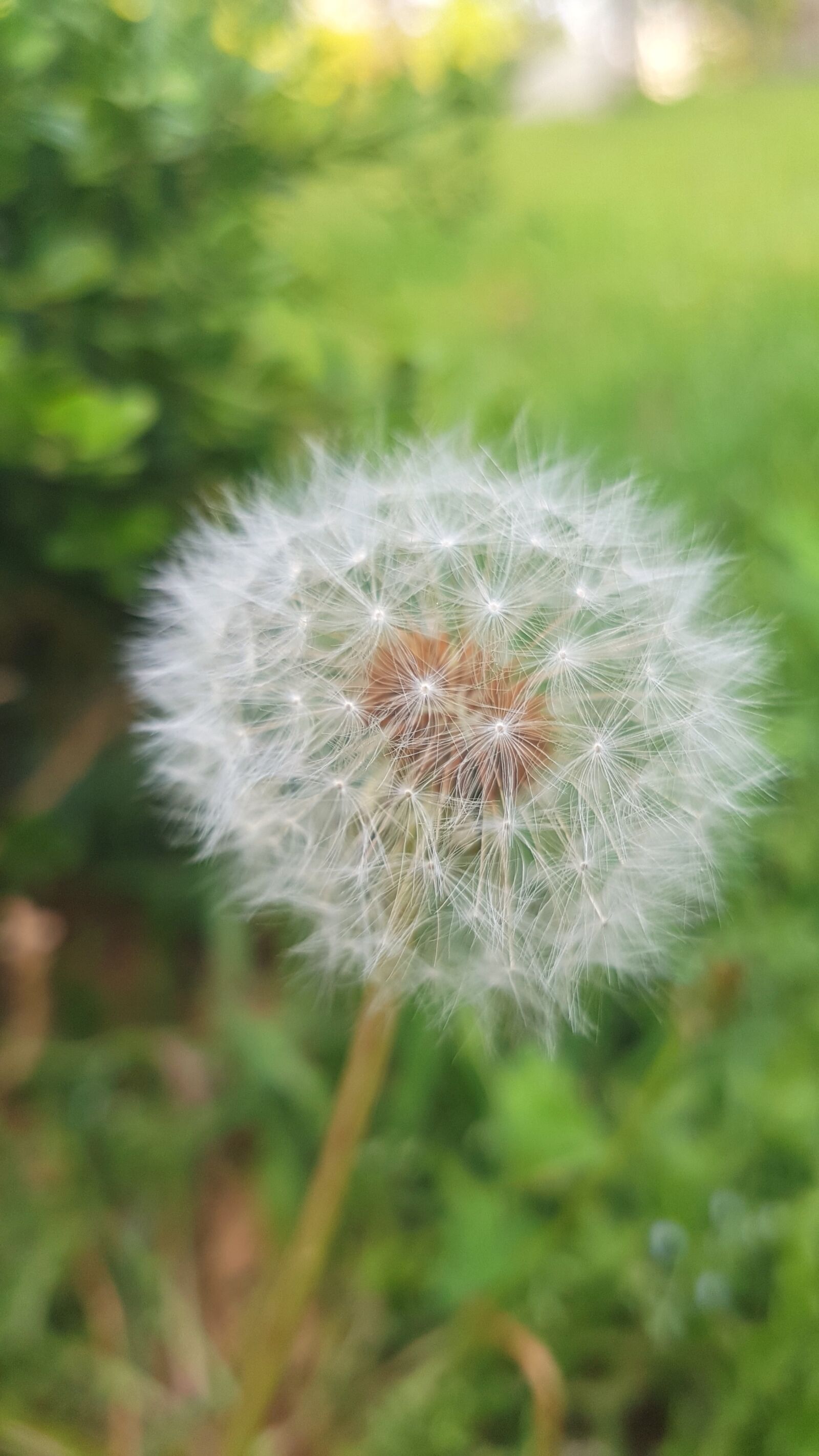 Samsung Galaxy S7 Edge sample photo. Dandelion, taraxacum officinale, mr photography